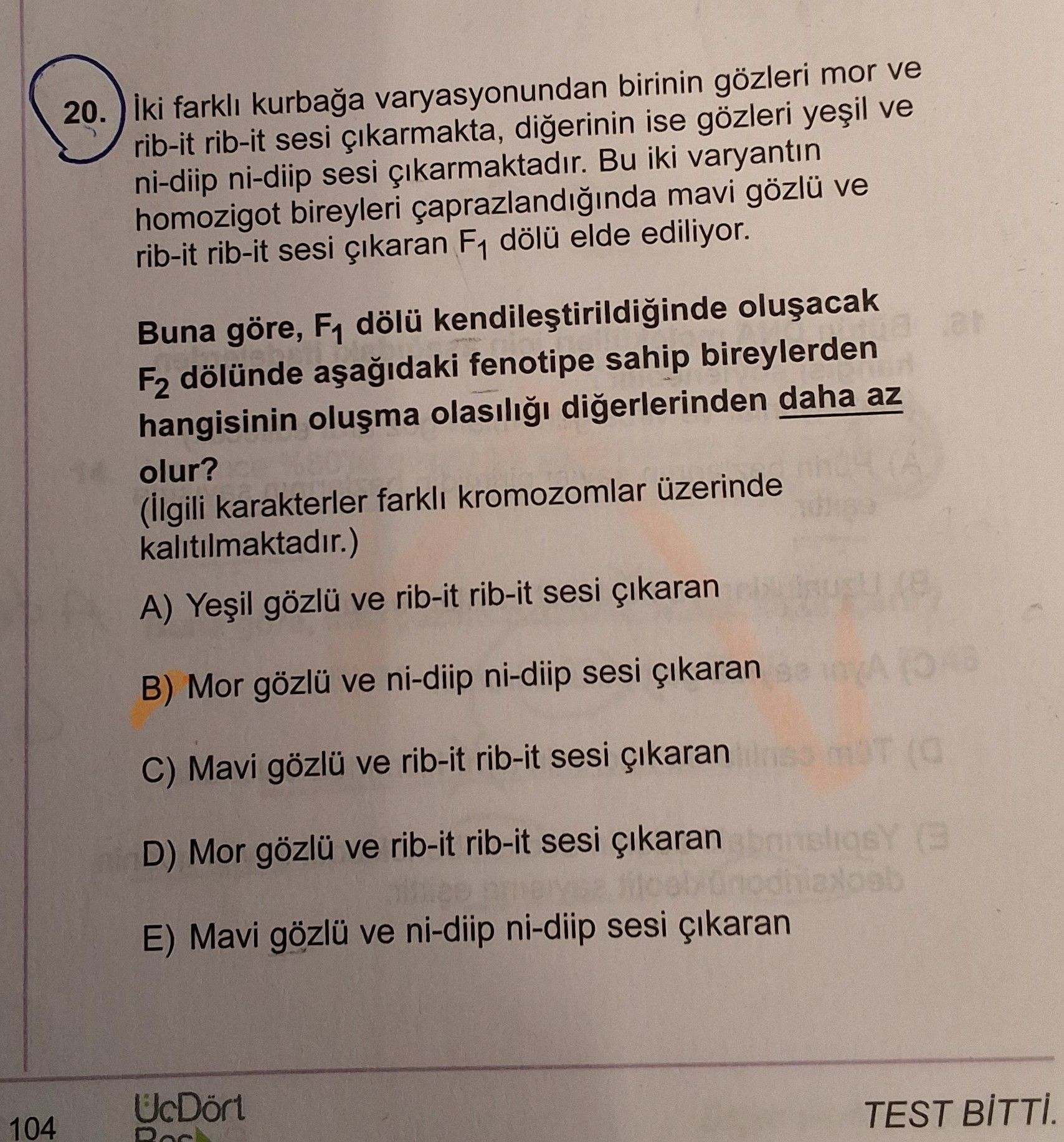 İki farklı kurbağa varyasyonundan birinin gözleri mor ve rib-it rib-it sesi çıkarmakta, diğerinin