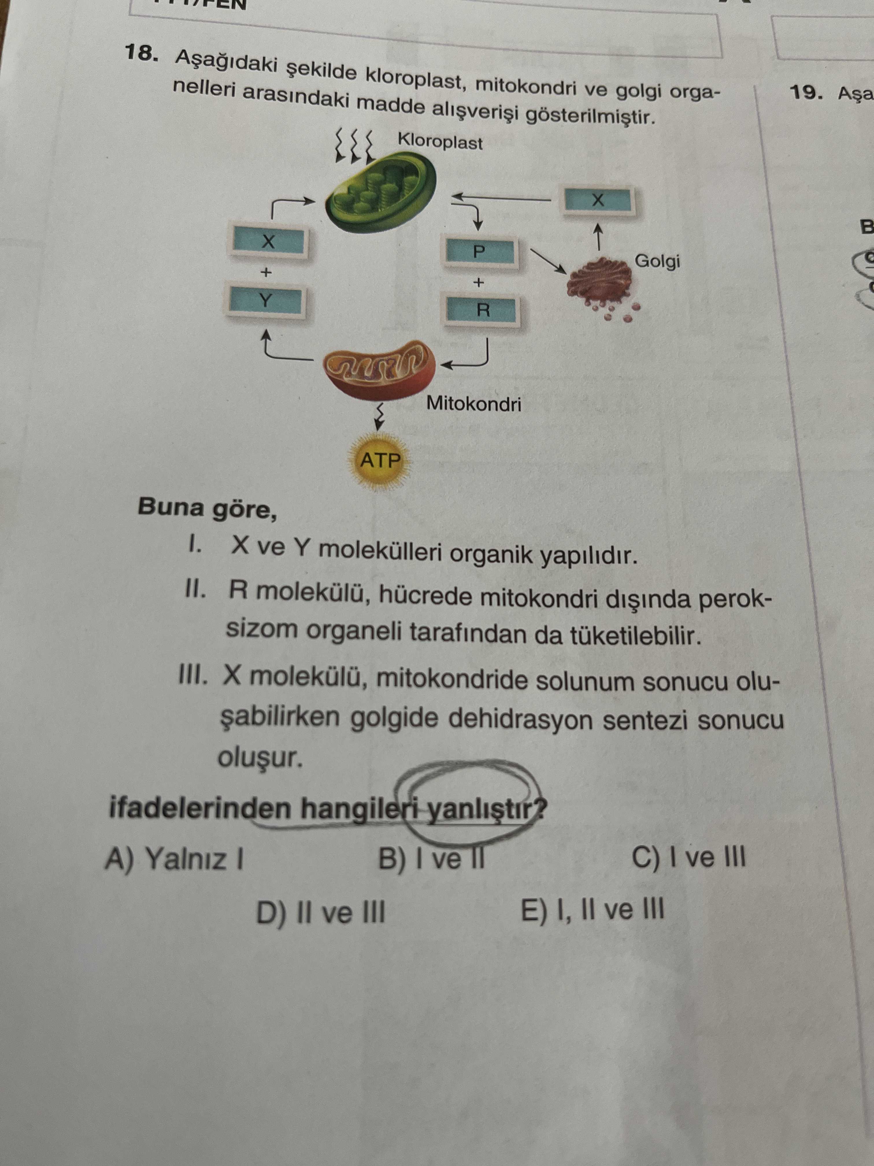 Aşağıdaki şekilde kloroplast, mitokondri ve golgi organelleri arasındaki madde alışverişi