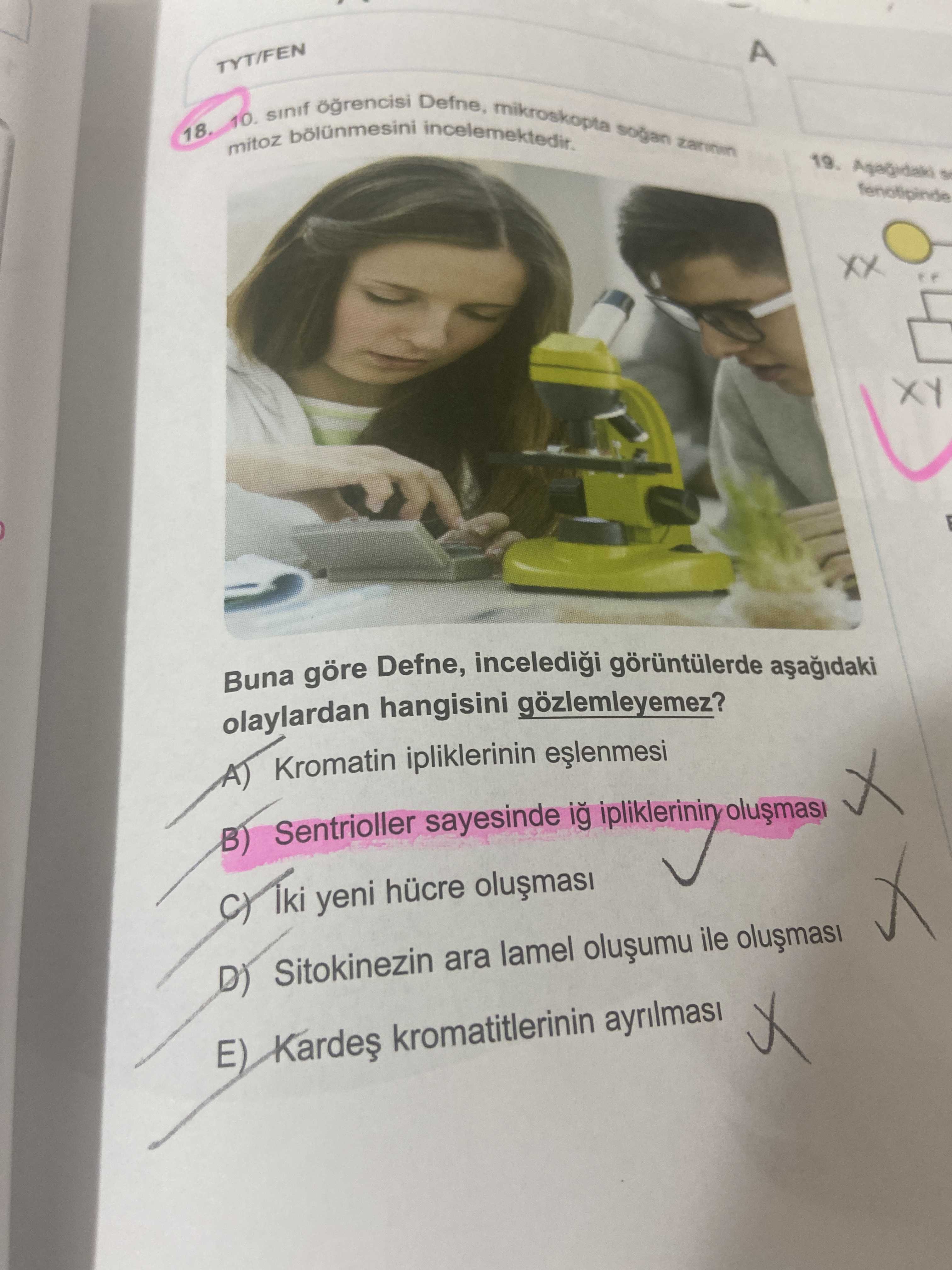 10. sınıf öğrencisi Defne, mikroskopta soğan zarının mitoz bölünmesini incelemektedir. Buna göre