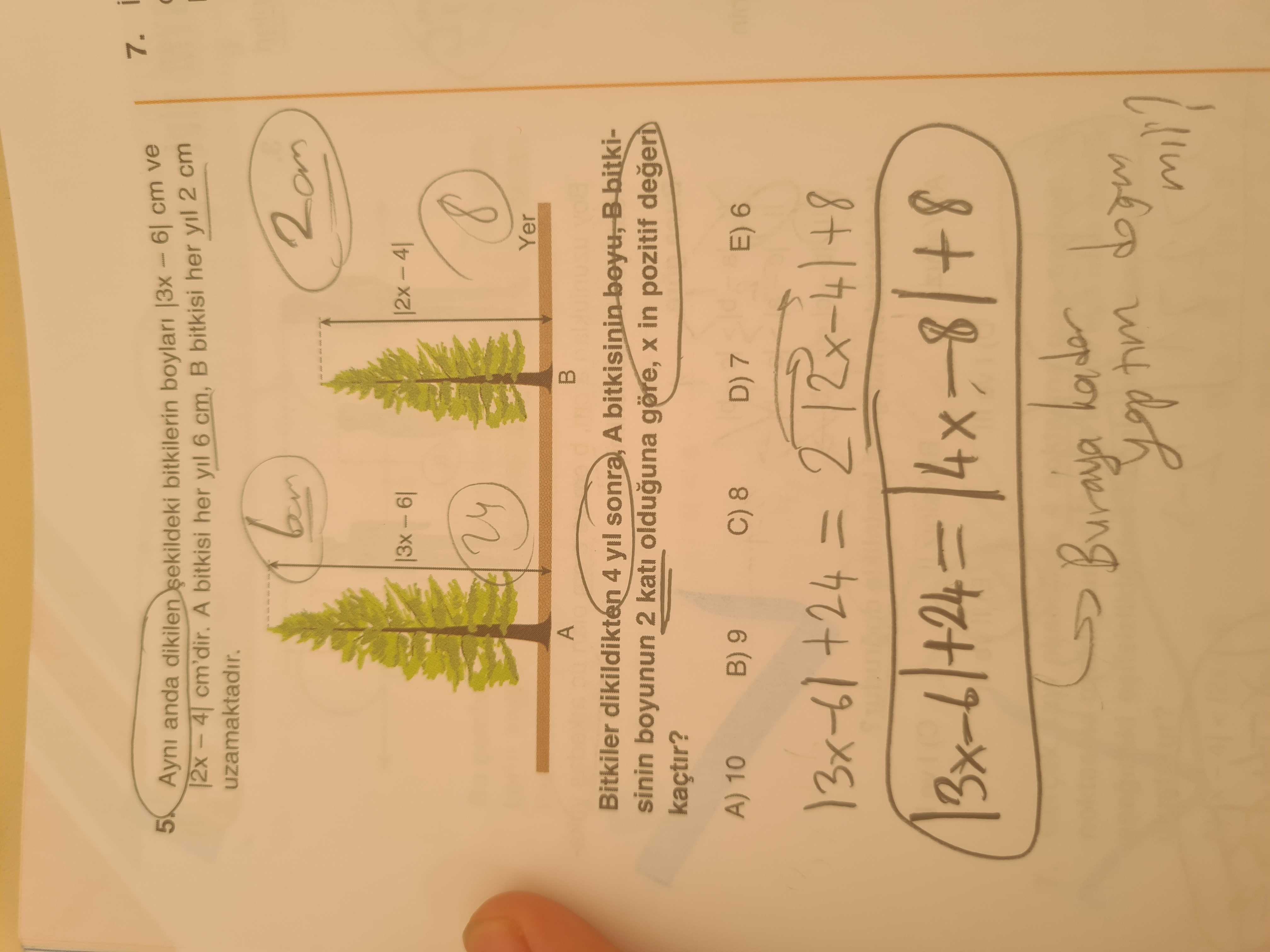 Aynı anda dikilen şekildeki bitkilerin boyları |3x − 6| cm ve |2x − 4| cm'dir. A bitkisi her yıl 6