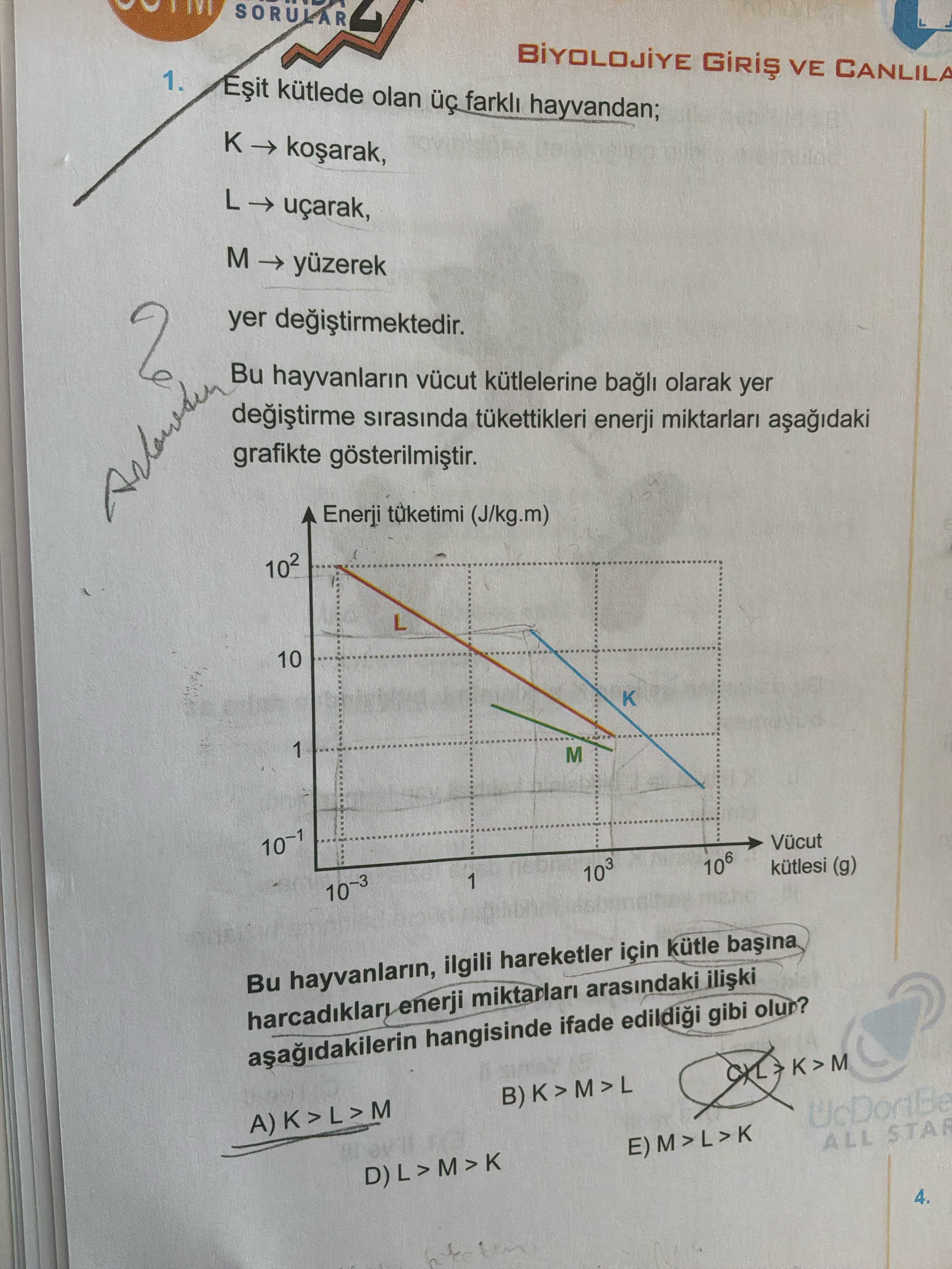 Eşit kütlede olan üç farklı hayvandan; K → koşarak, L → uçarak, M → yüzerek yer değiştirmektedir. Bu
