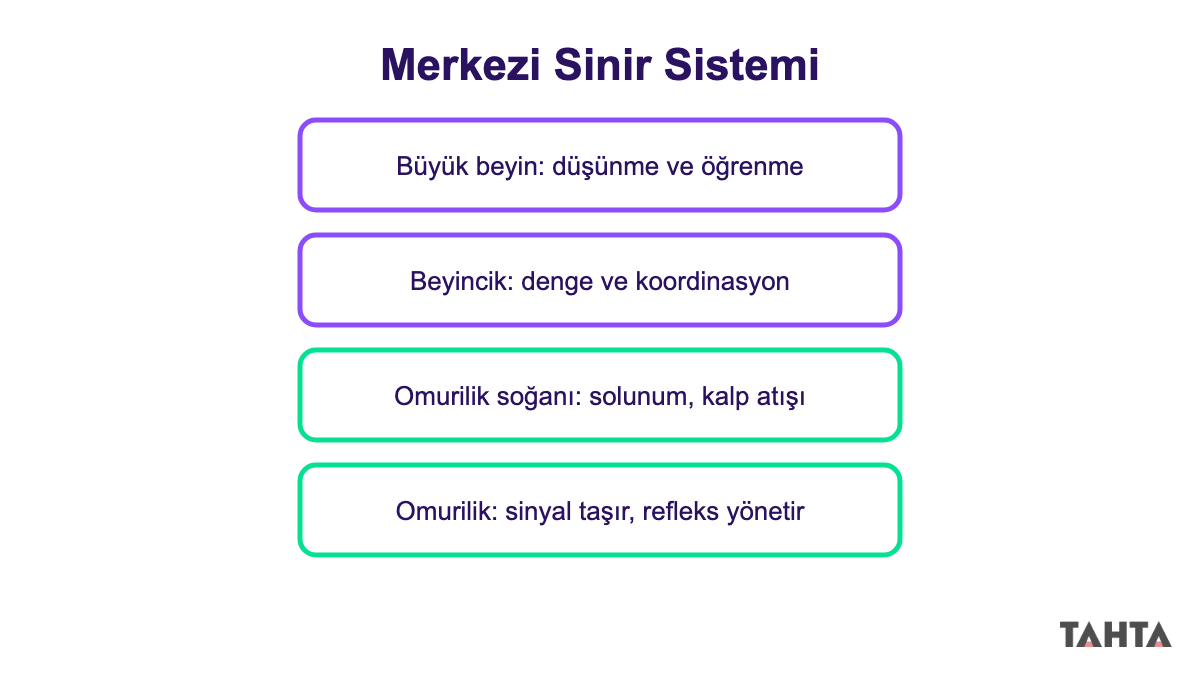 Merkezi sinir sistemi bölümleri 6. sınıf