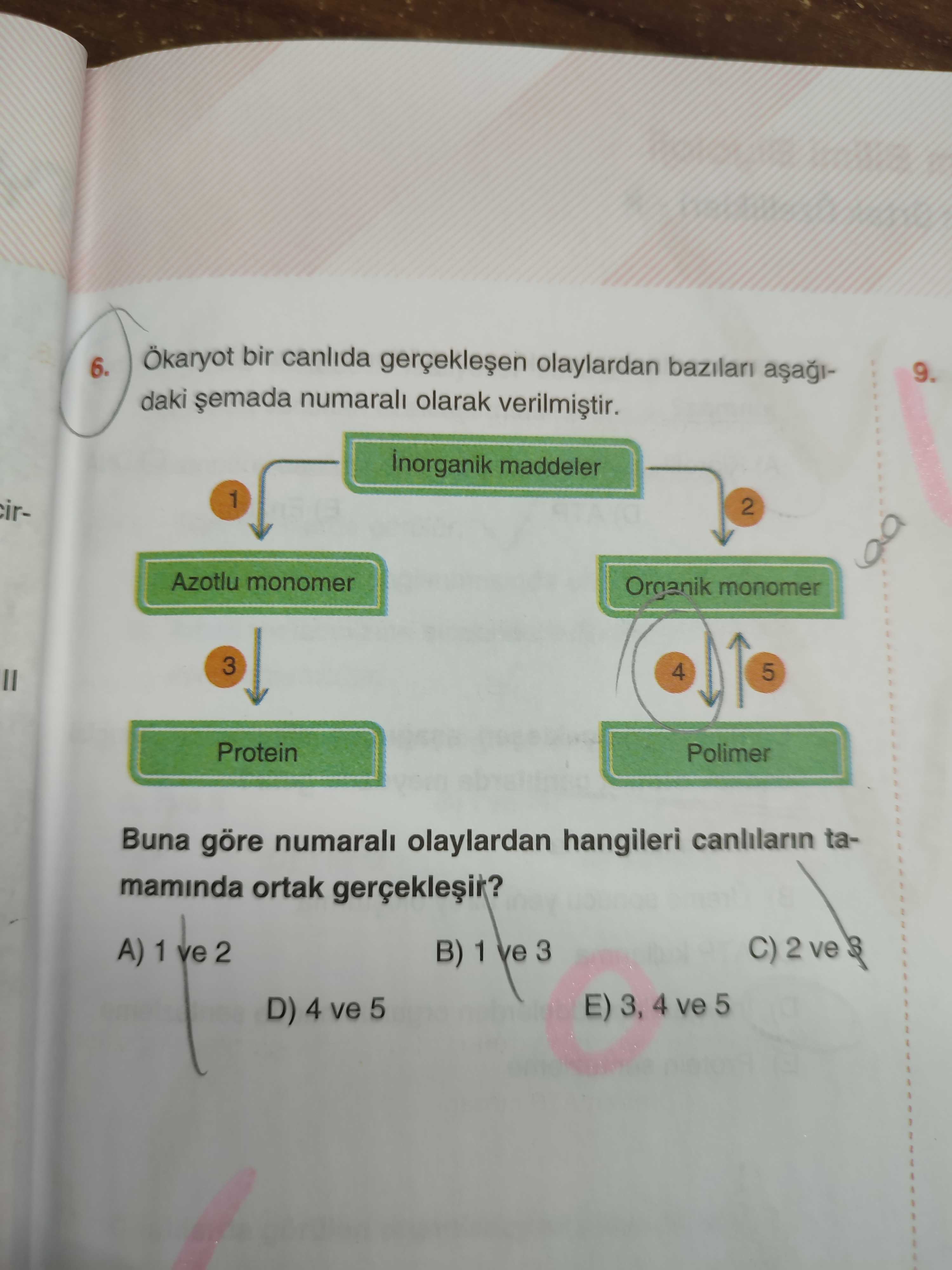 Biyoloji (11. Sınıf)
