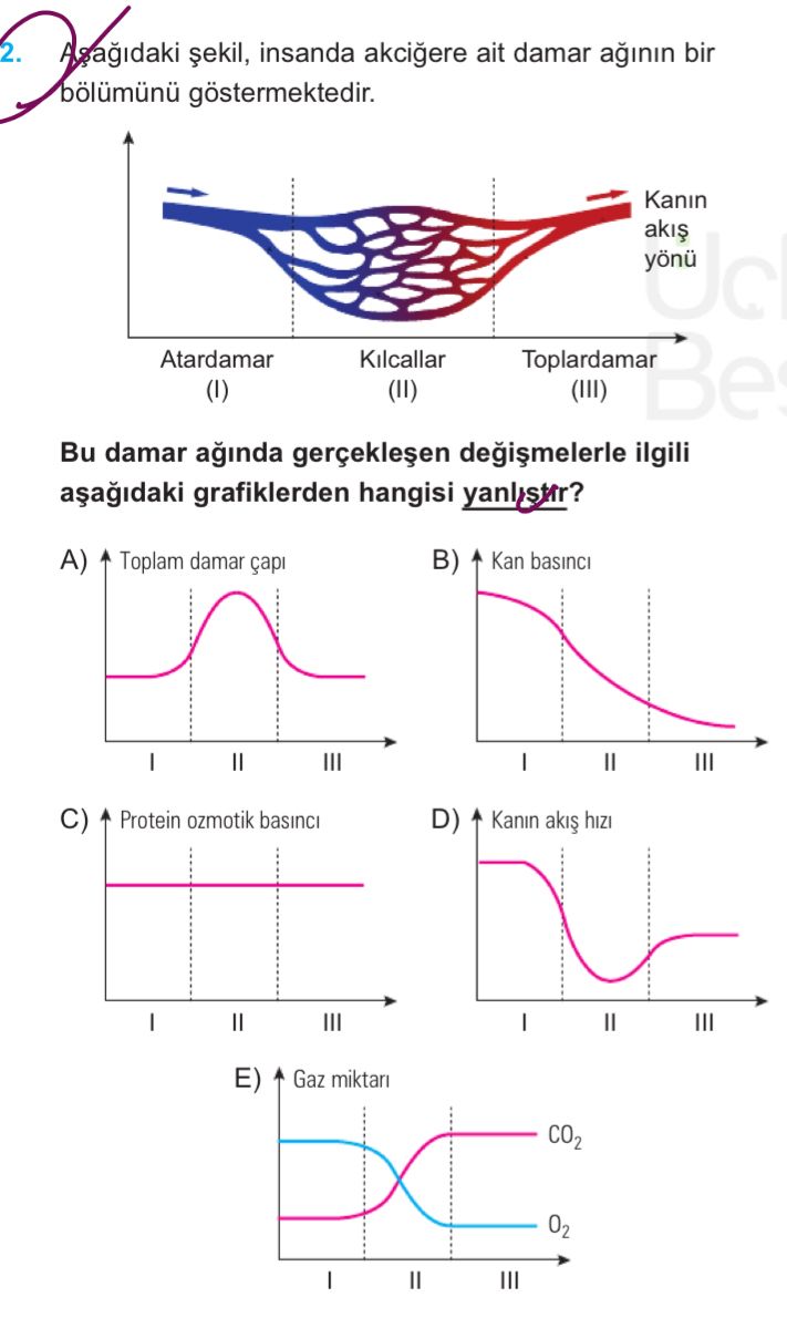 Aşağıdaki şekil, insanda akciğere ait damar ağının bir bölümünü göstermektedir. Bu damar ağında