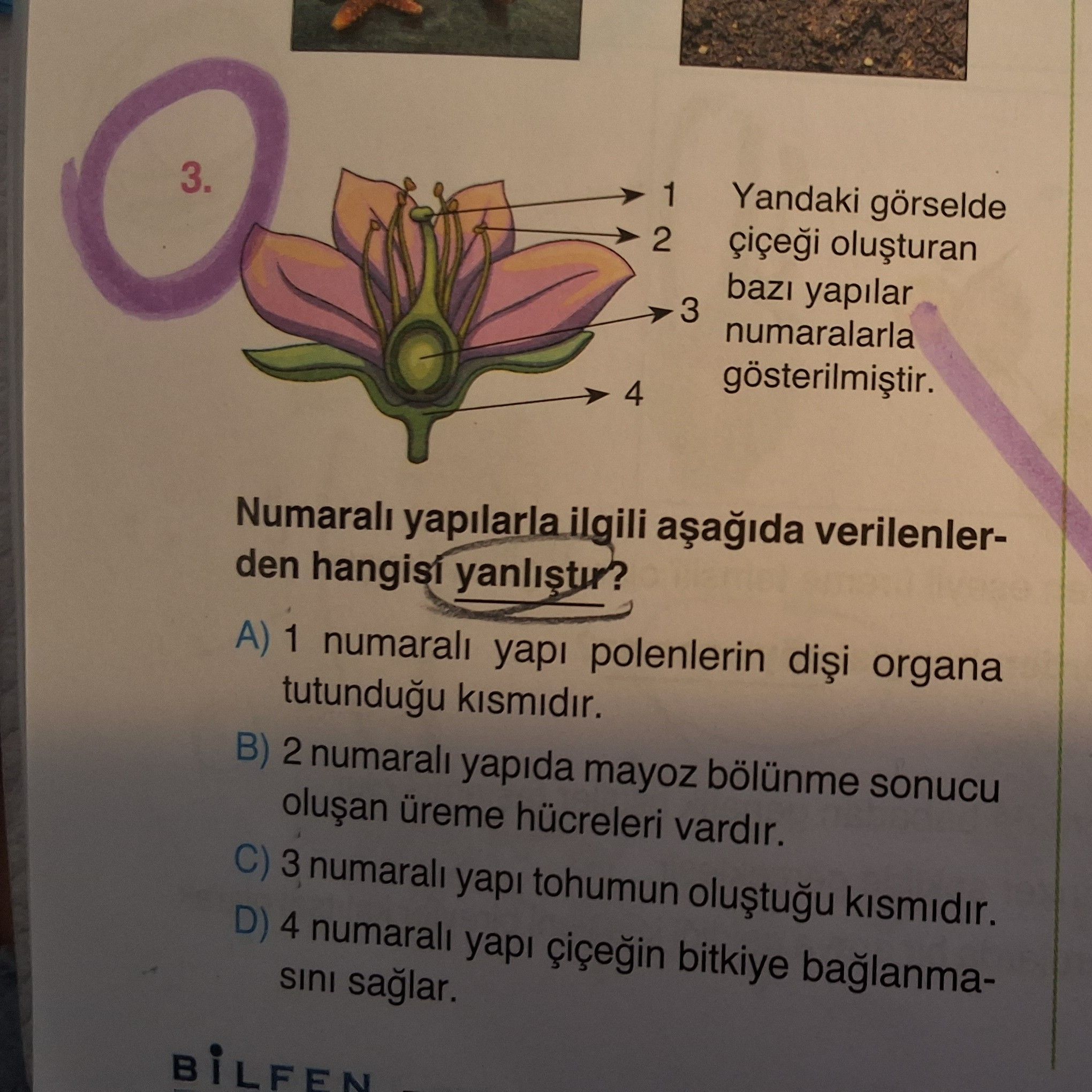 Yandaki görselde çiçeği oluşturan bazı yapılar numaralarla gösterilmiştir. Numaralı yapılarla ilgili