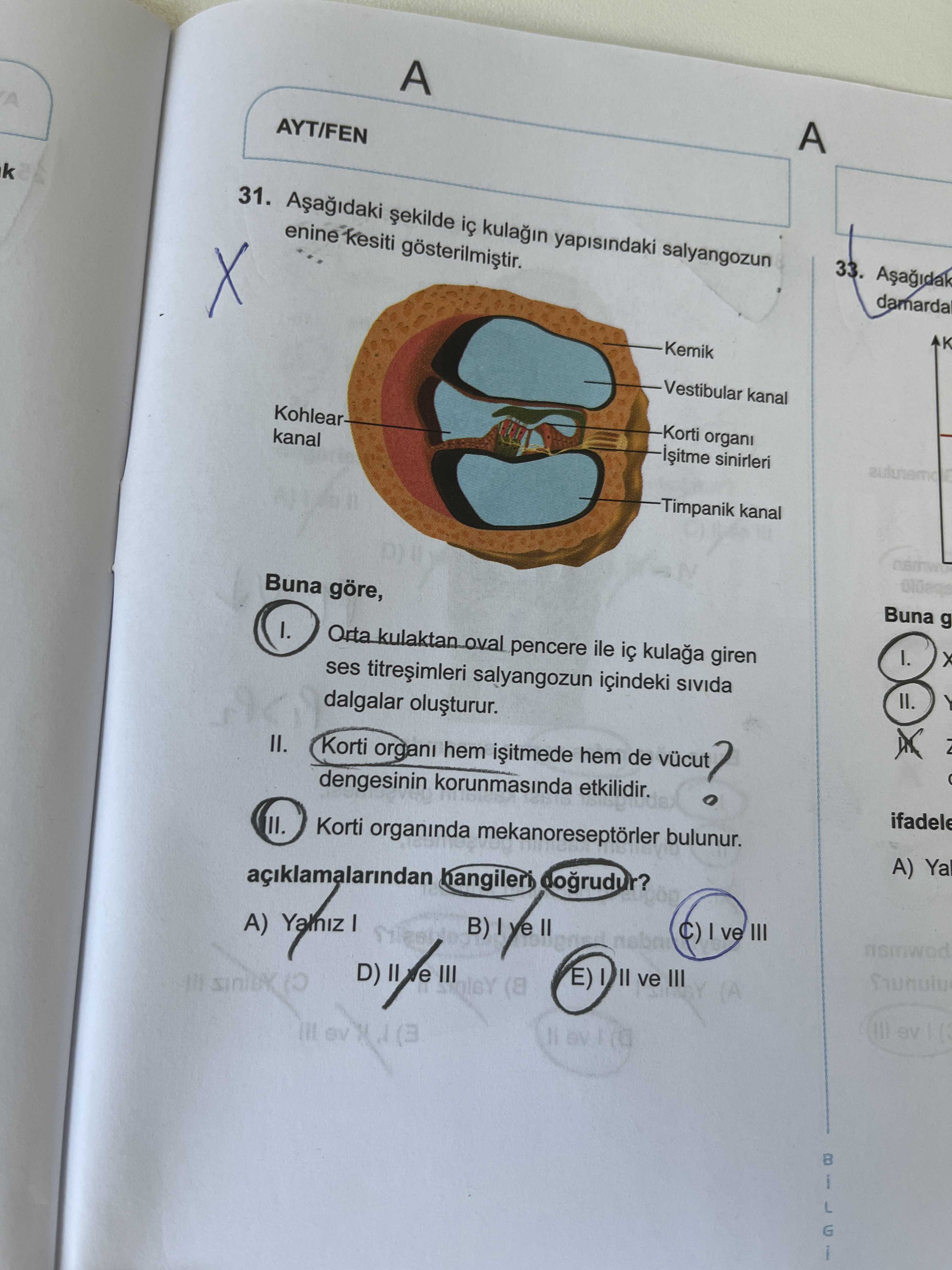 Aşağıdaki şekilde iç kulağın yapısındaki salyangozun enine kesiti gösterilmiştir. Buna göre, I. Orta
