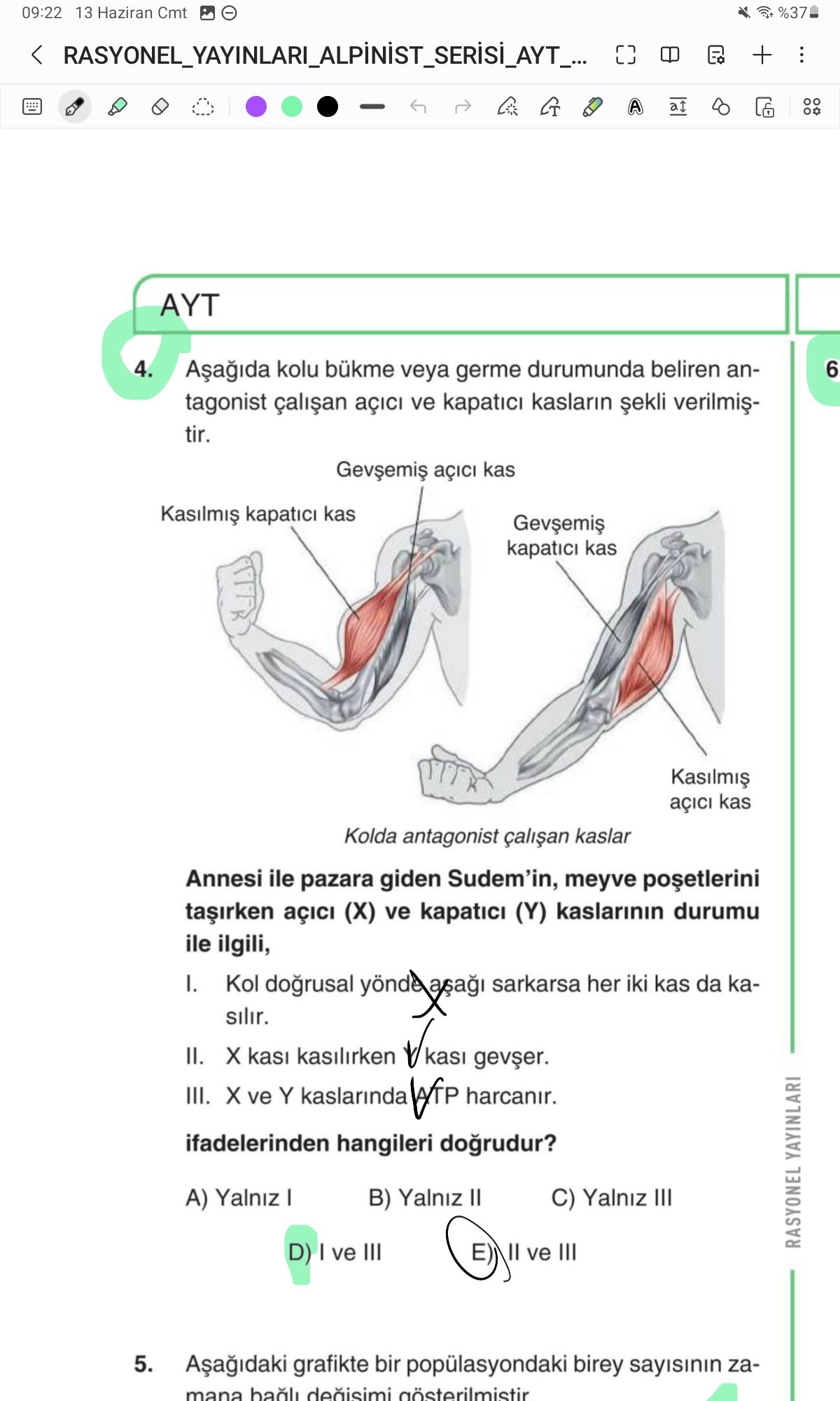 Aşağıda kolu bükme veya germe durumunda beliren antagonist çalışan açıcı ve kapatıcı kasların şekli