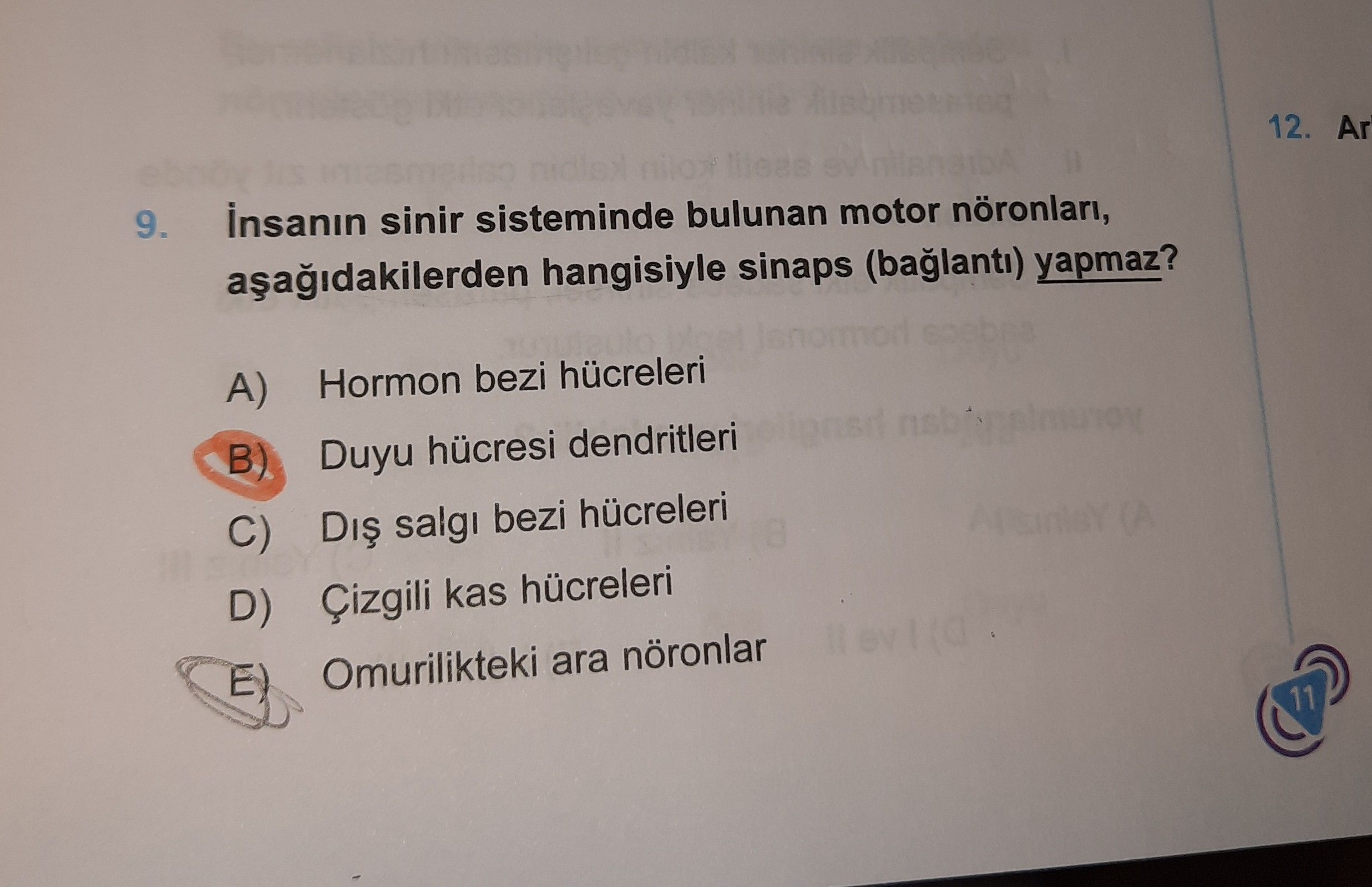 İnsanın sinir sisteminde bulunan motor nöronları, aşağıdakilerden hangisiyle sinaps (bağlantı)