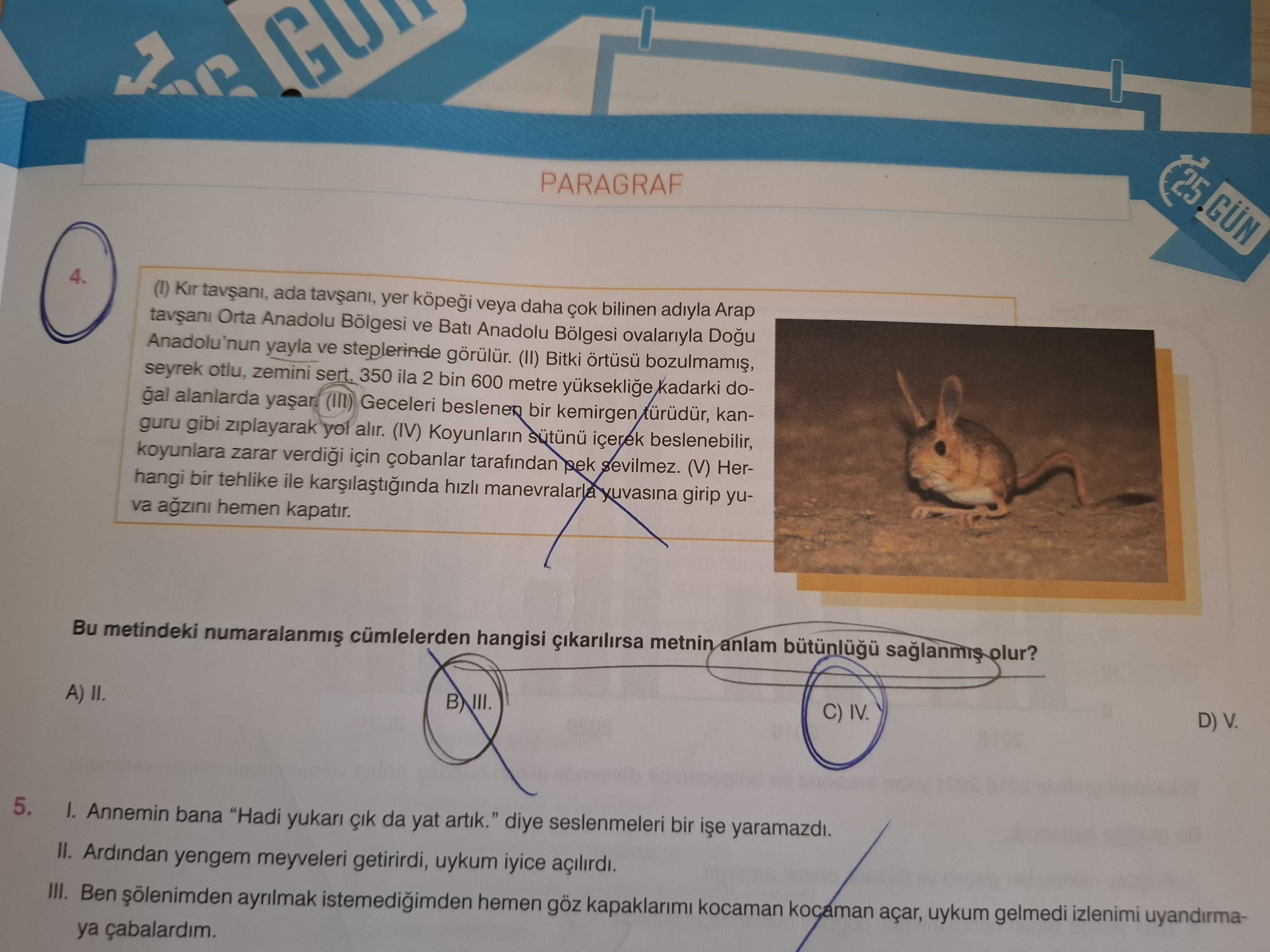 (I) Kır tavşanı, ada tavşanı, yer köpeği veya daha çok bilinen adıyla Arap tavşanı Orta Anadolu