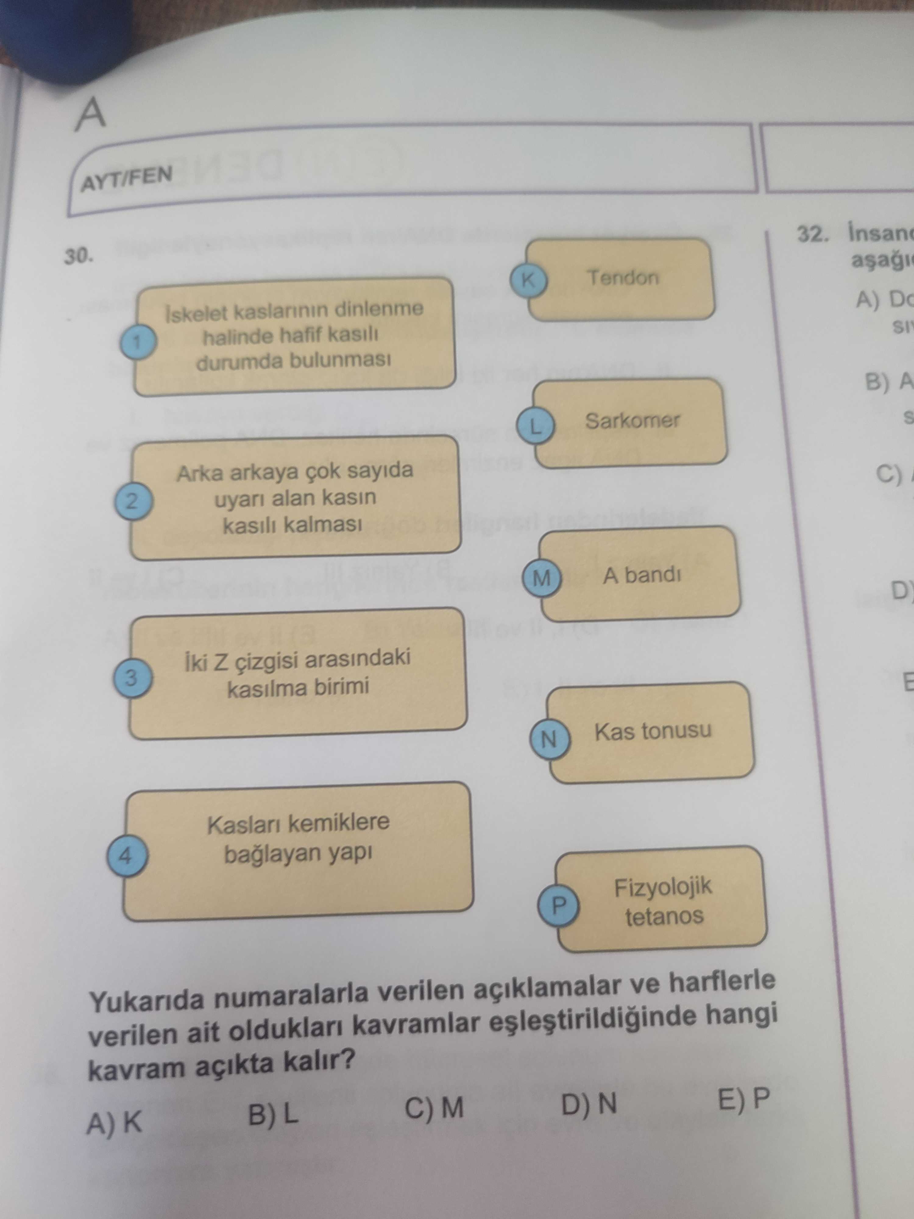 İskelet kaslarının dinlenme halinde hafif kasılı durumda bulunması 2) Arka arkaya çok sayıda uyarı