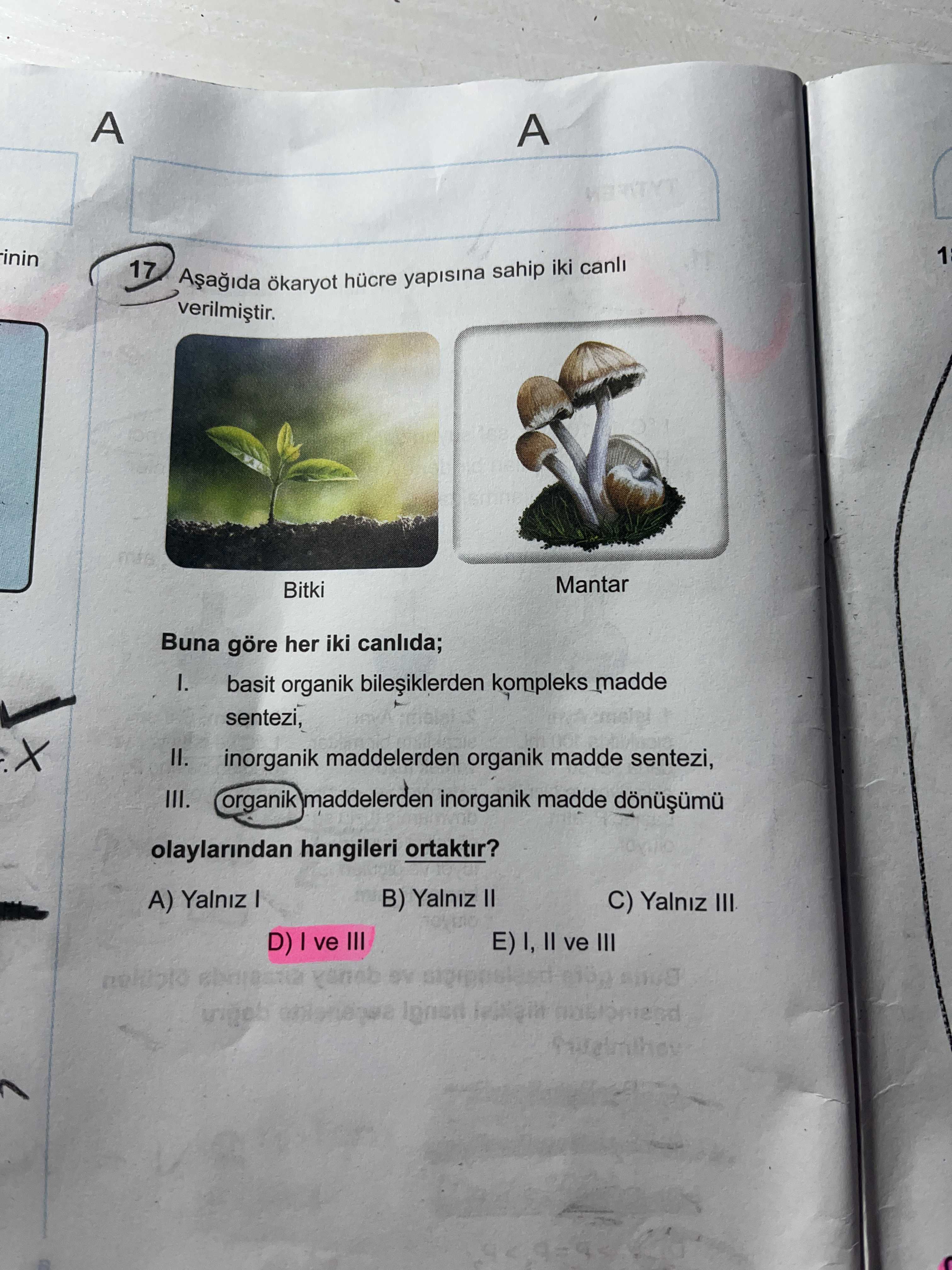 Aşağıda ökaryot hücre yapısına sahip iki canlı verilmiştir. Bitki Mantar Buna göre her iki canlıda