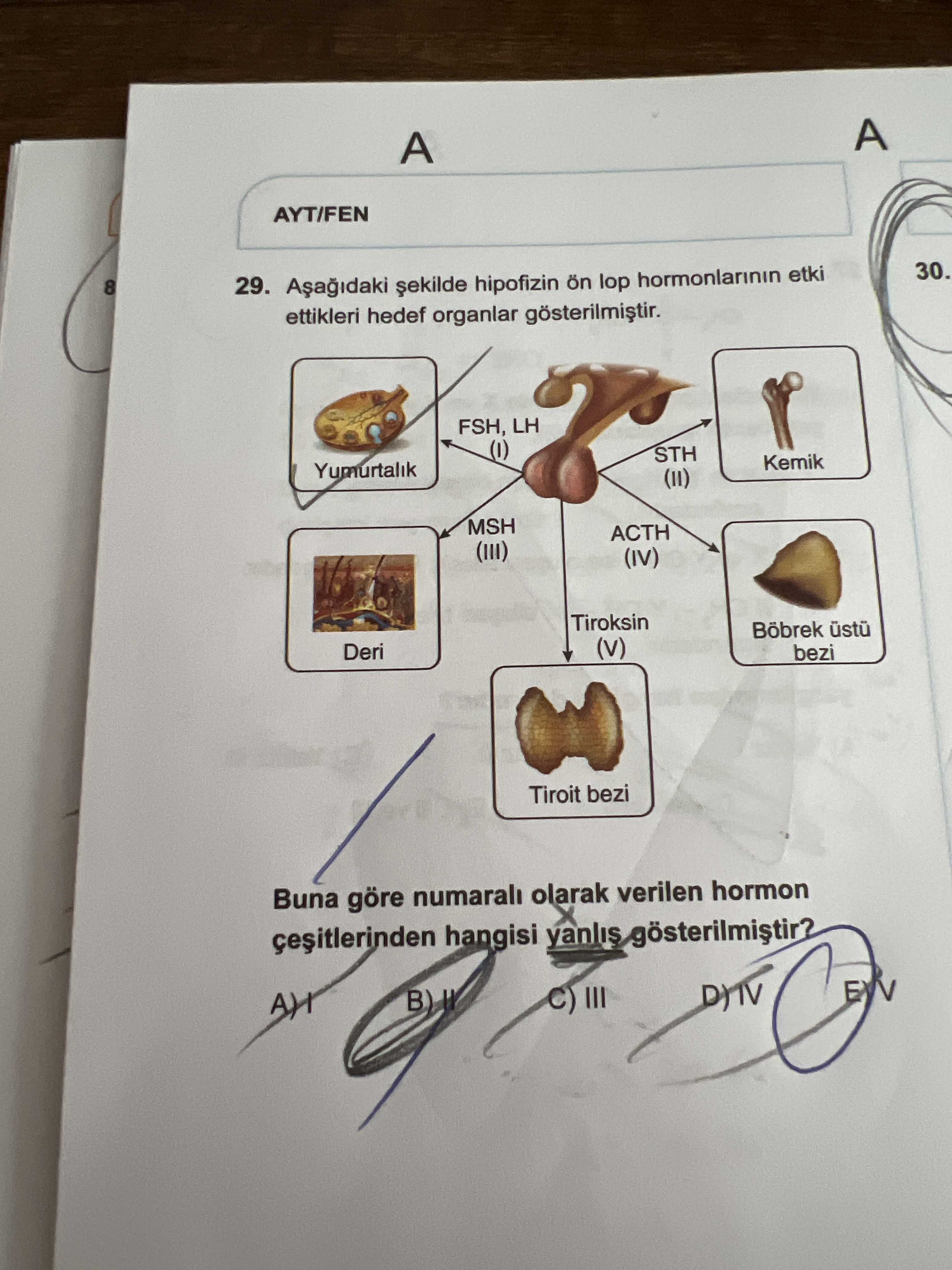 Aşağıdaki şekilde hipofizin ön lop hormonlarının etki ettikleri hedef organlar gösterilmiştir. Buna