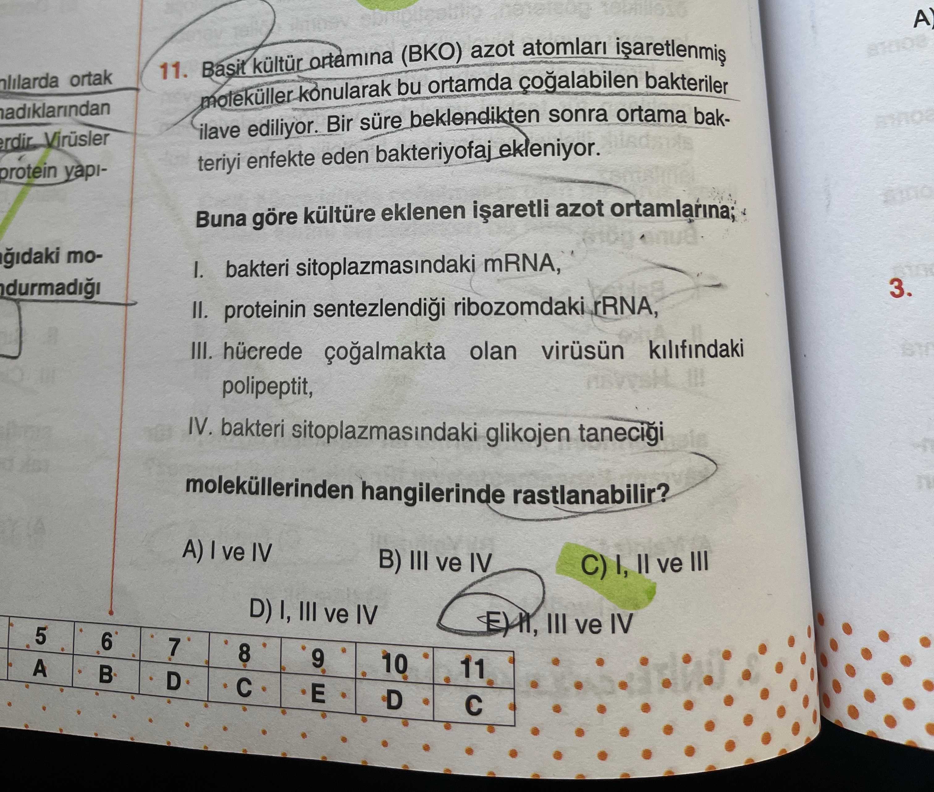 Basit kültür ortamına (BKO) azot atomları işaretlenmiş moleküller konularak bu ortamda çoğalabilen