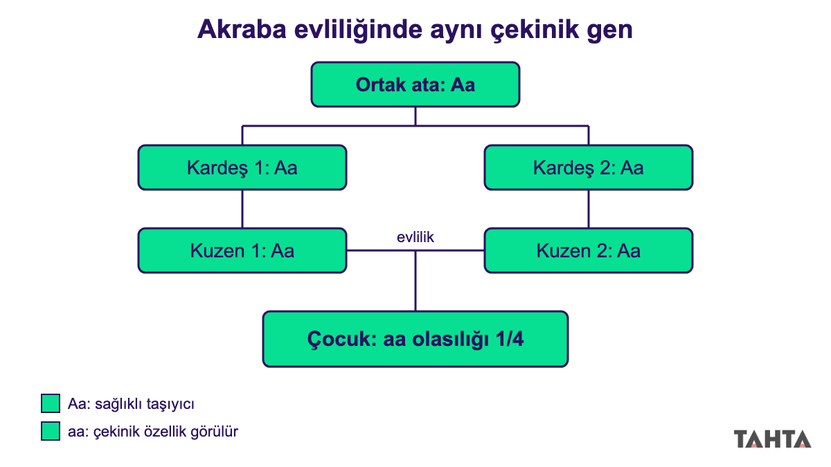 Akraba evliliği ve çekinik genlerin ortaya çıkması: ortak atadan iki kuzene geçen a geni