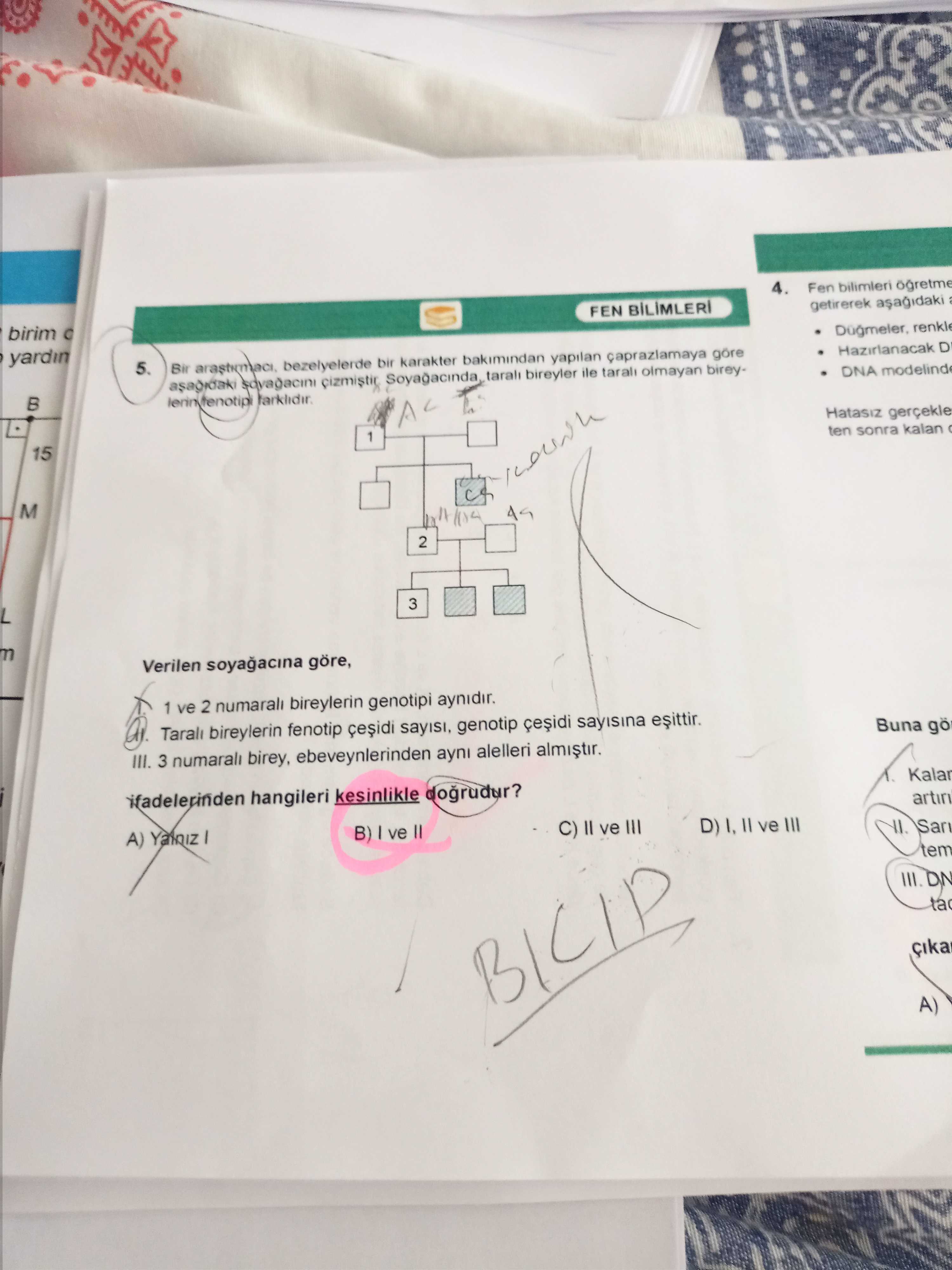 Bir araştırmacı, bezelyelerde bir karakter bakımından yapılan çaprazlamaya göre aşağıdaki soyağacını