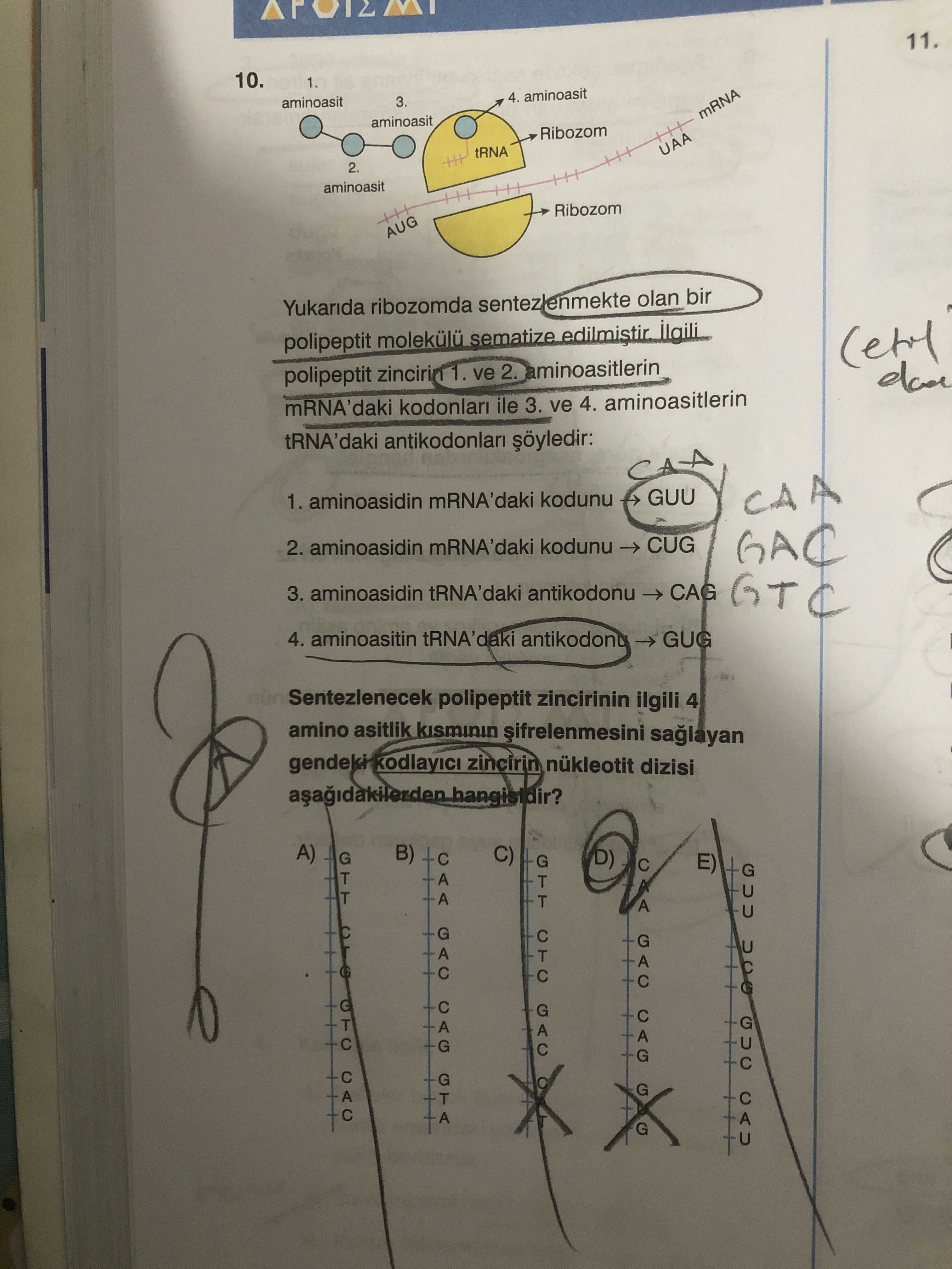 Yukarıda ribozomda sentezlenmekte olan bir polipeptit molekülü şematize edilmiştir. İlgili polipeptit zincirin 1. ve 2