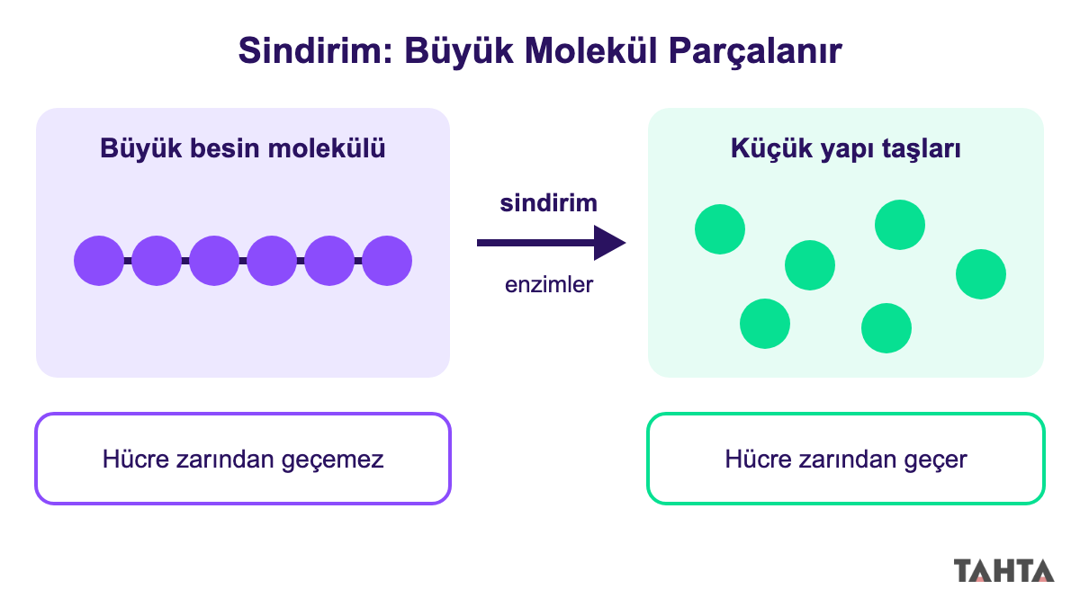 Sindirimde büyük besin molekülünün enzimlerle küçük yapı taşlarına parçalanmasını gösteren şema