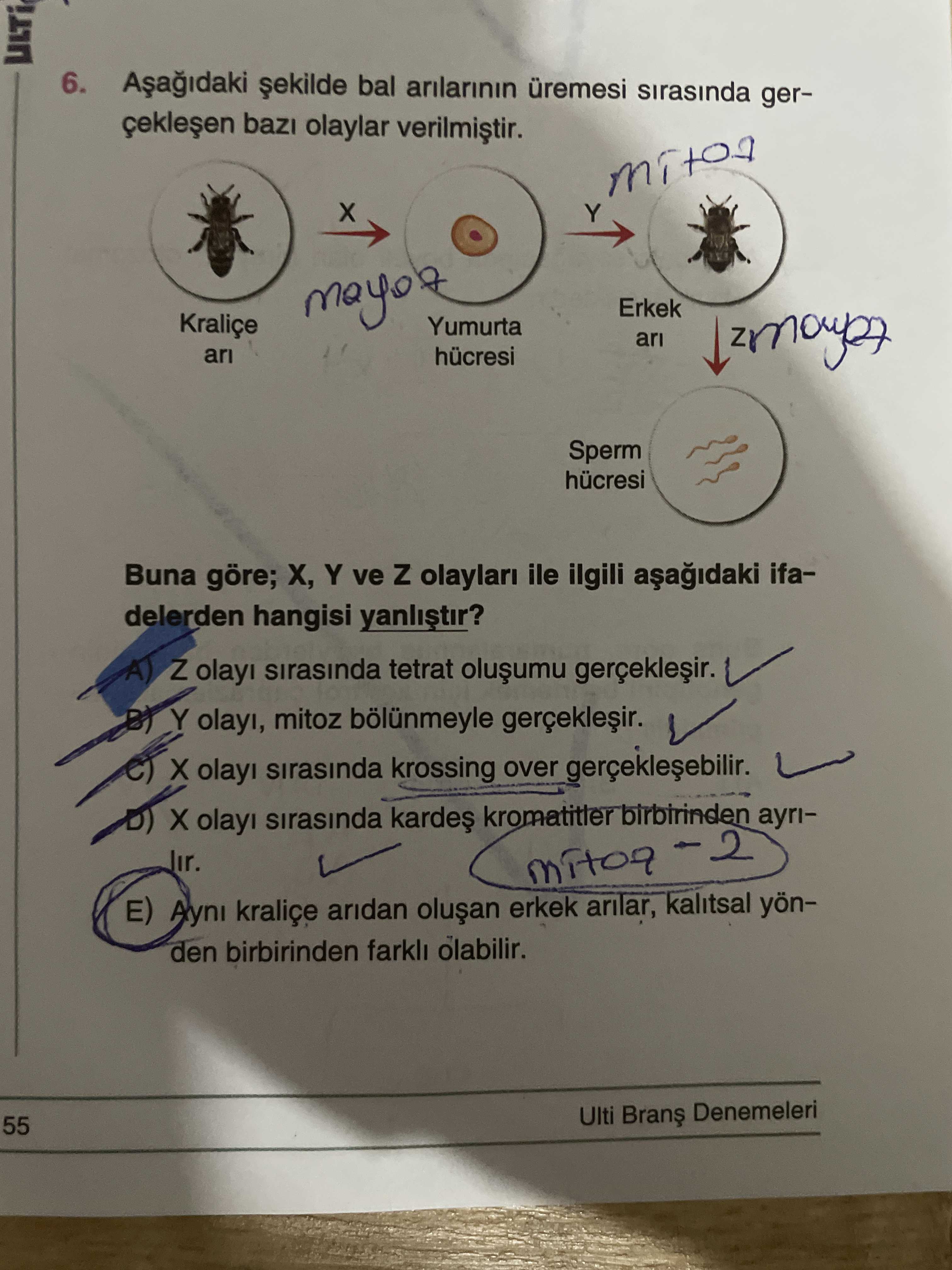 Aşağıdaki şekilde bal arılarının üremesi sırasında gerçekleşen bazı olaylar verilmiştir. Buna göre