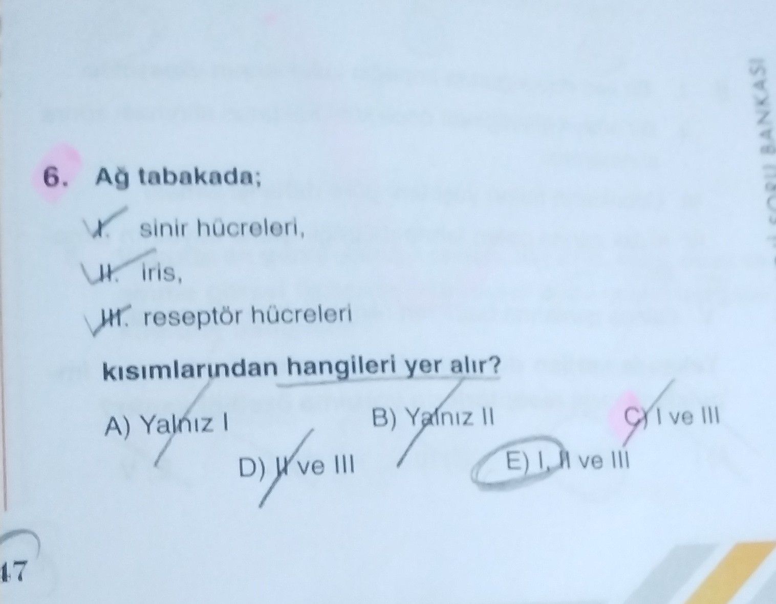 Ağ tabakada; I. sinir hücreleri, II. iris, III. reseptör hücreleri kısımlarından hangileri yer alır?