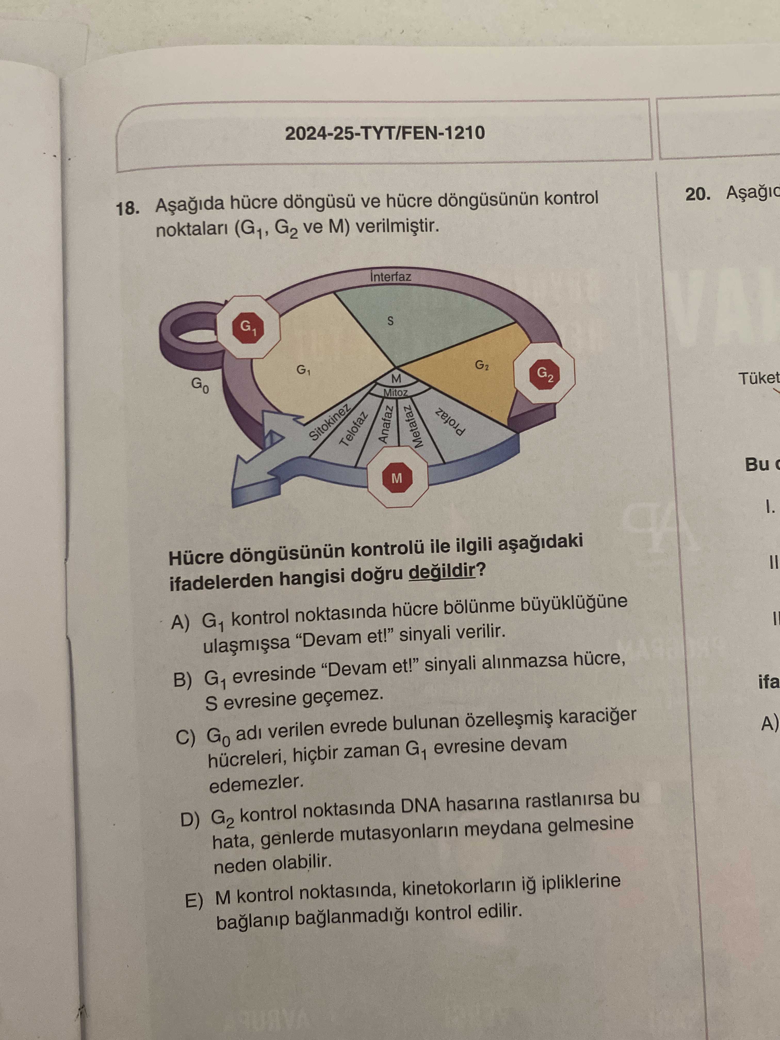 Aşağıda hücre döngüsü ve hücre döngüsünün kontrol noktaları (G₁, G₂ ve M) verilmiştir. Hücre