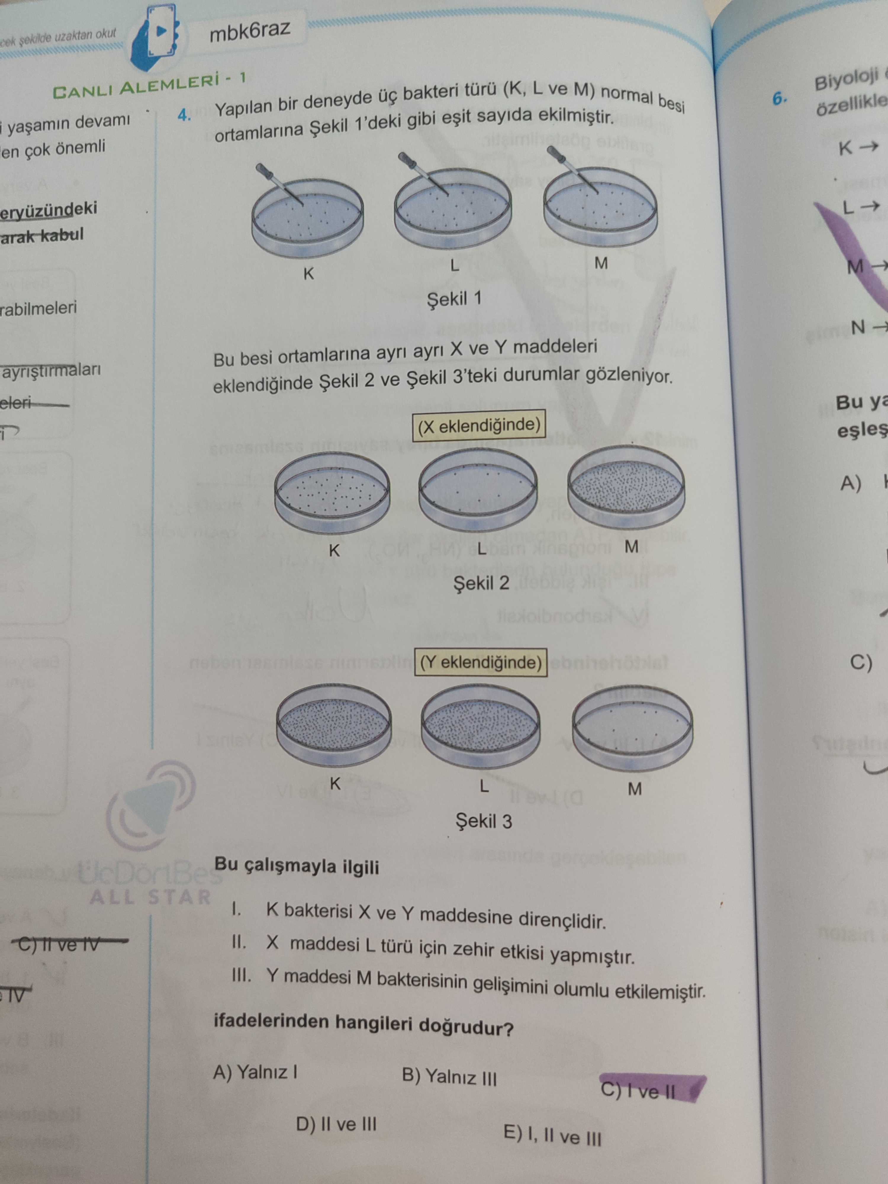 Yapılan bir deneyde üç bakteri türü (K, L ve M) normal besi ortamlarına Şekil 1'deki gibi eşit