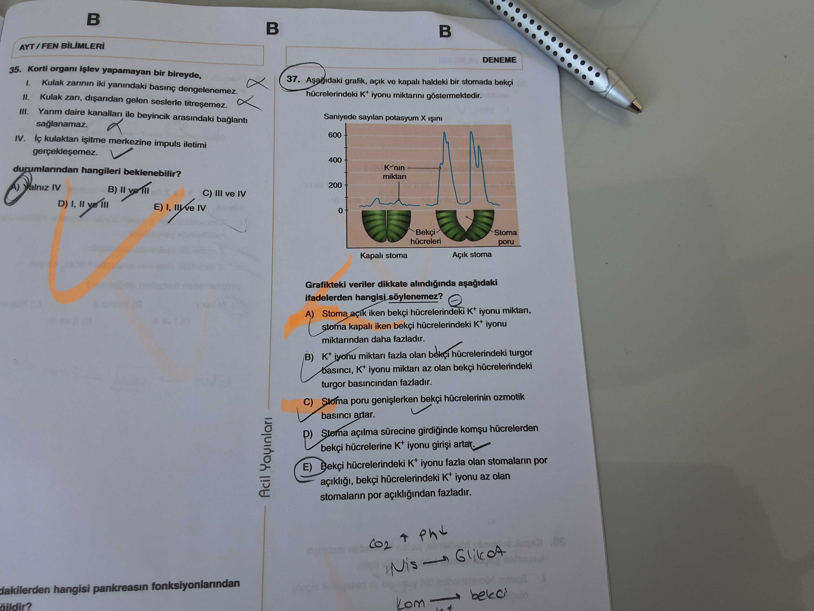 Aşağıdaki grafik, açık ve kapalı haldeki bir stomada bekçi hücrelerindeki K⁺ iyonu miktarını
