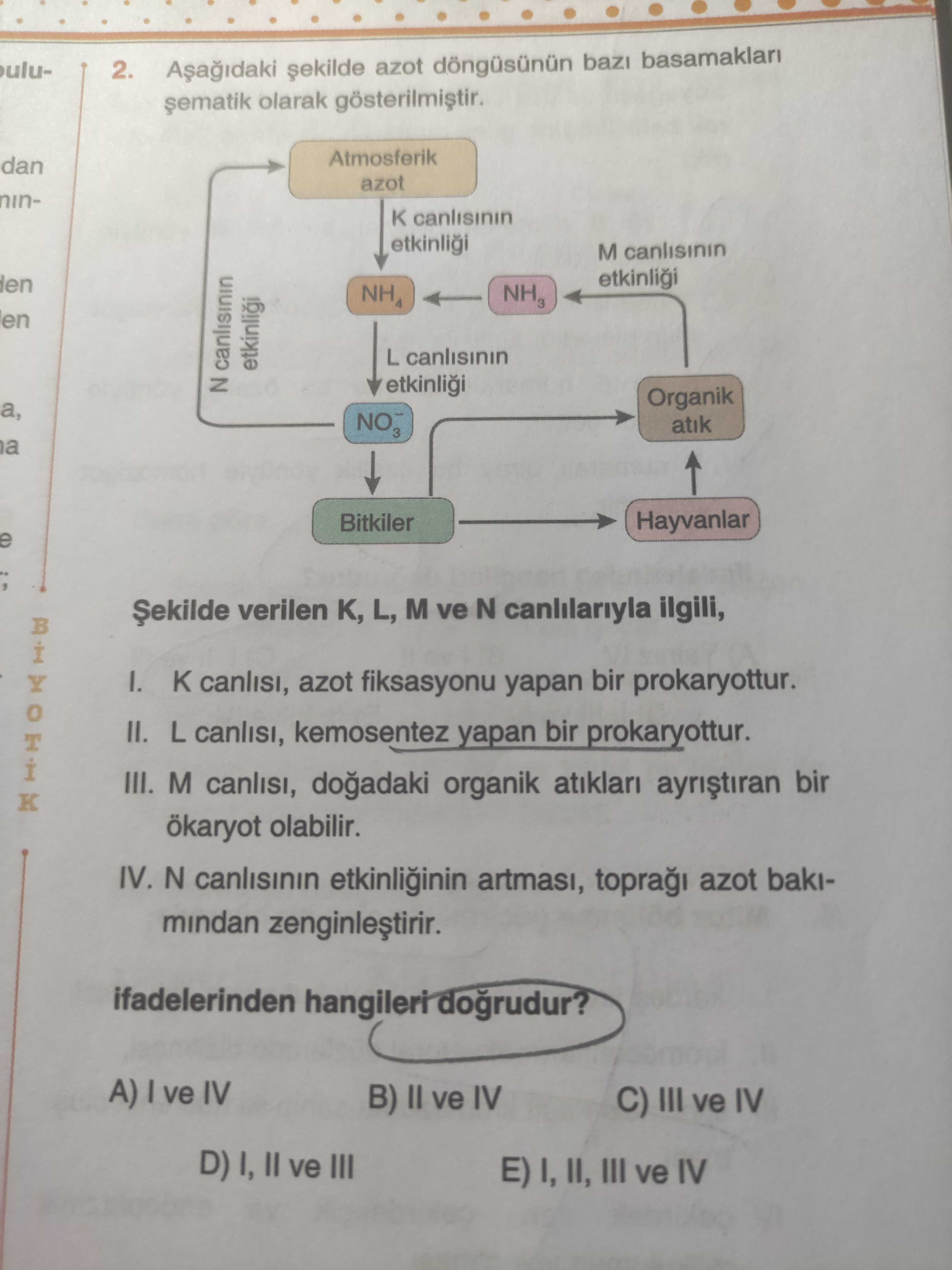 Aşağıdaki şekilde azot döngüsünün bazı basamakları şematik olarak gösterilmiştir. Şekilde verilen K
