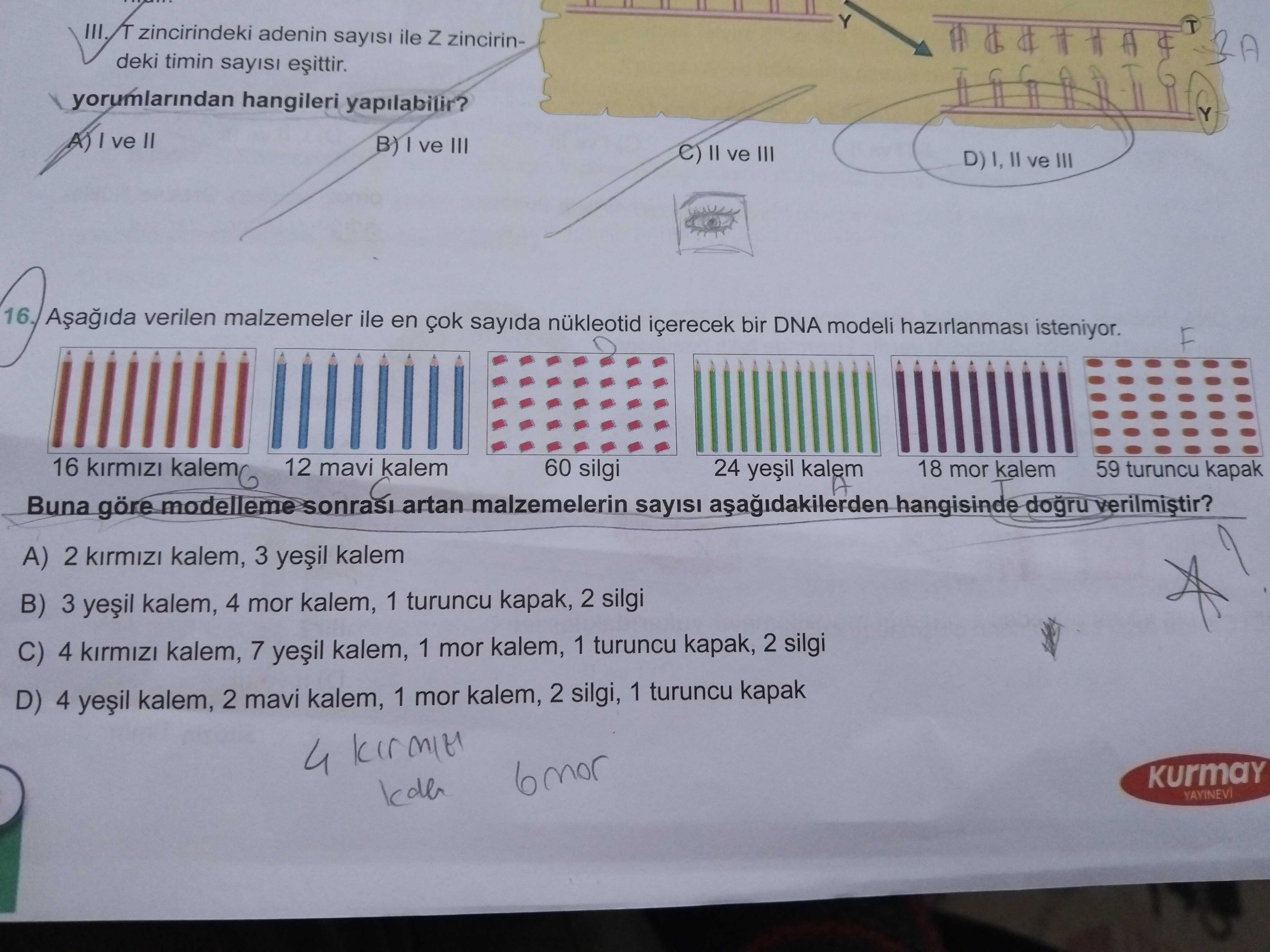 Zincirindeki adenin sayisi ile Z zincirindeki timin yorumlarindan hangileri yapilabilir. Y ve II