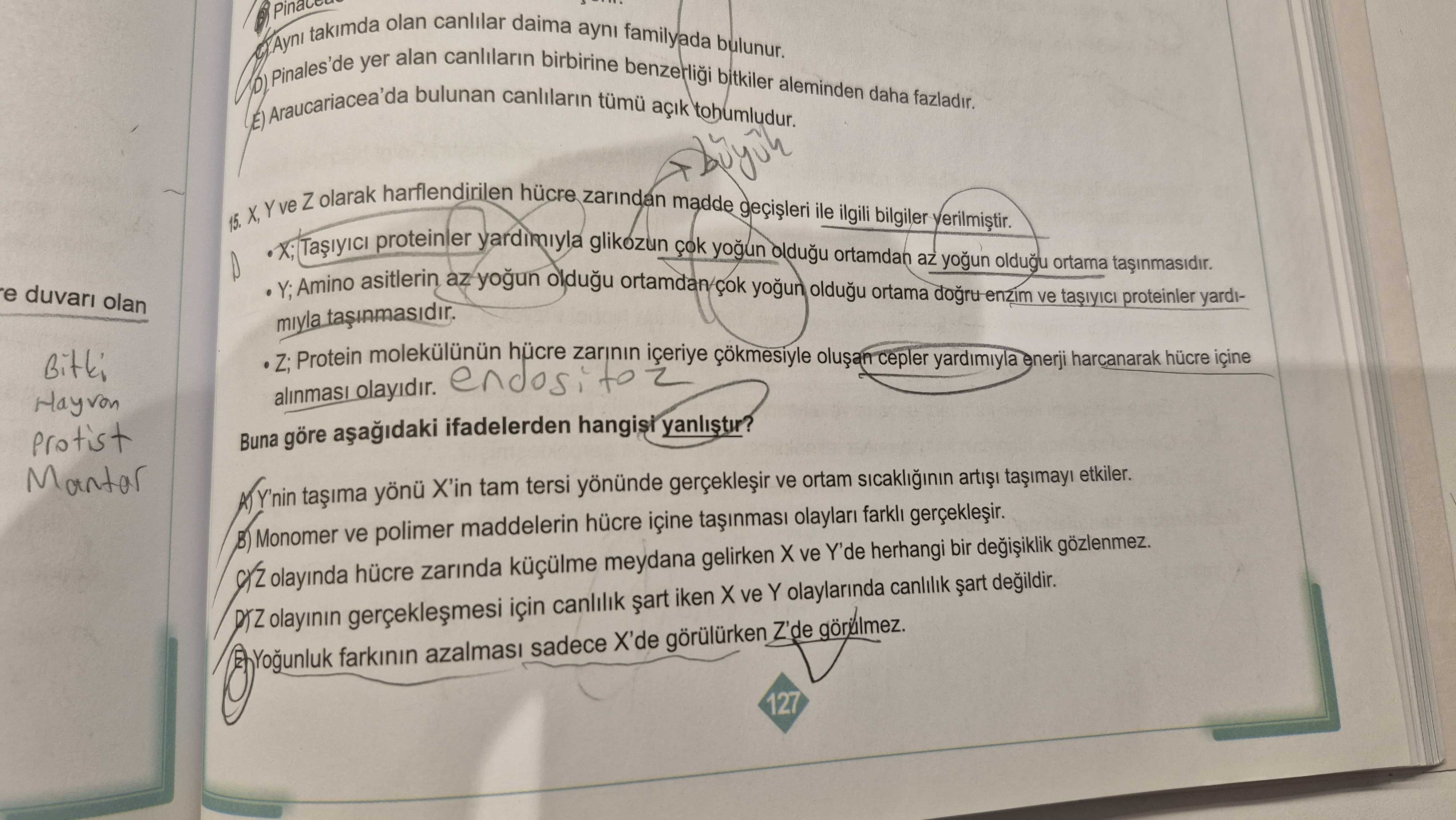 X, Y ve Z olarak harflendirilen hücre zarından madde geçişleri ile ilgili bilgiler verilmiştir. • X