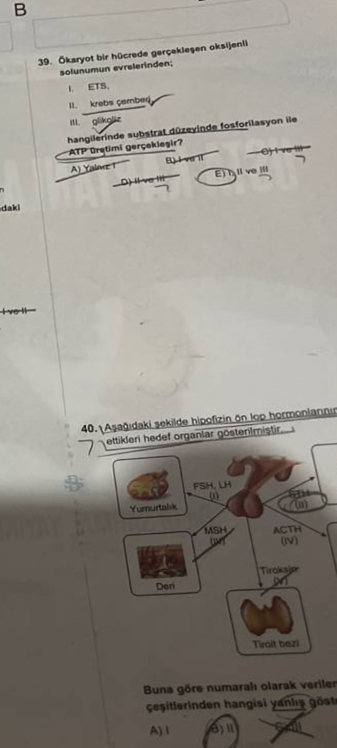 Ökaryot bir hücrede gerçekleşen oksijenli solunumun evrelerinden; I. ETS, II. krebs çemberi, III
