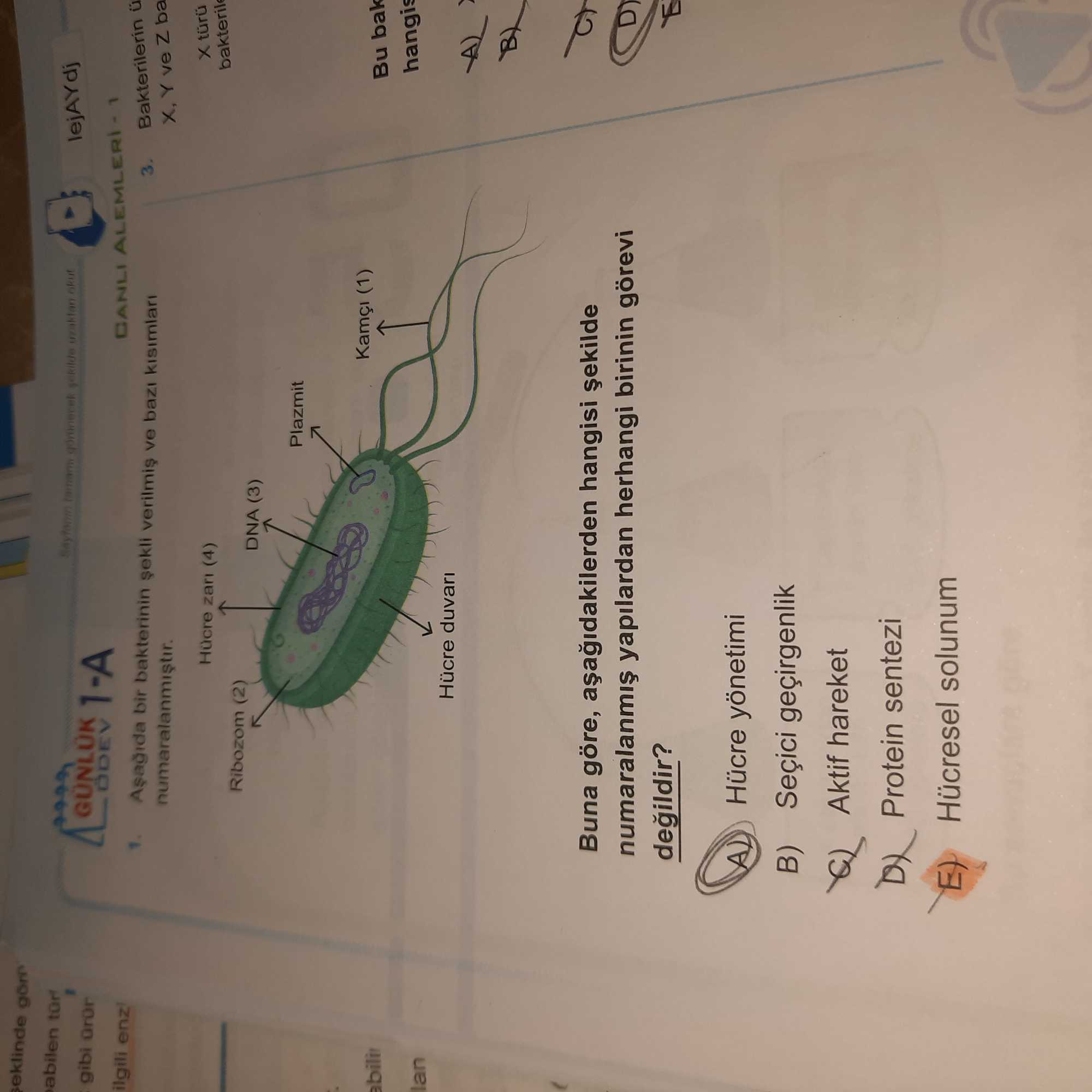 Aşağıda bir bakterinin şekli verilmiş ve bazı kısımları numaralanmıştır. Buna göre, aşağıdakilerden