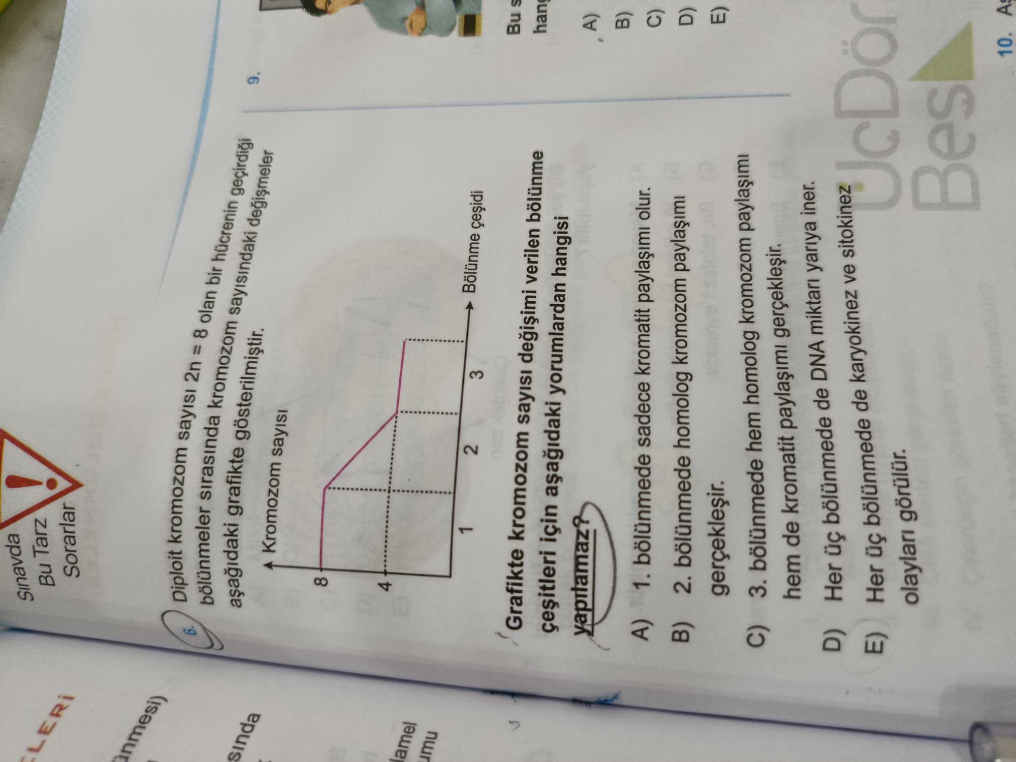 Diploit kromozom sayısı 2n = 8 olan bir hücrenin geçirdiği bölünmeler sırasında kromozom sayısındaki