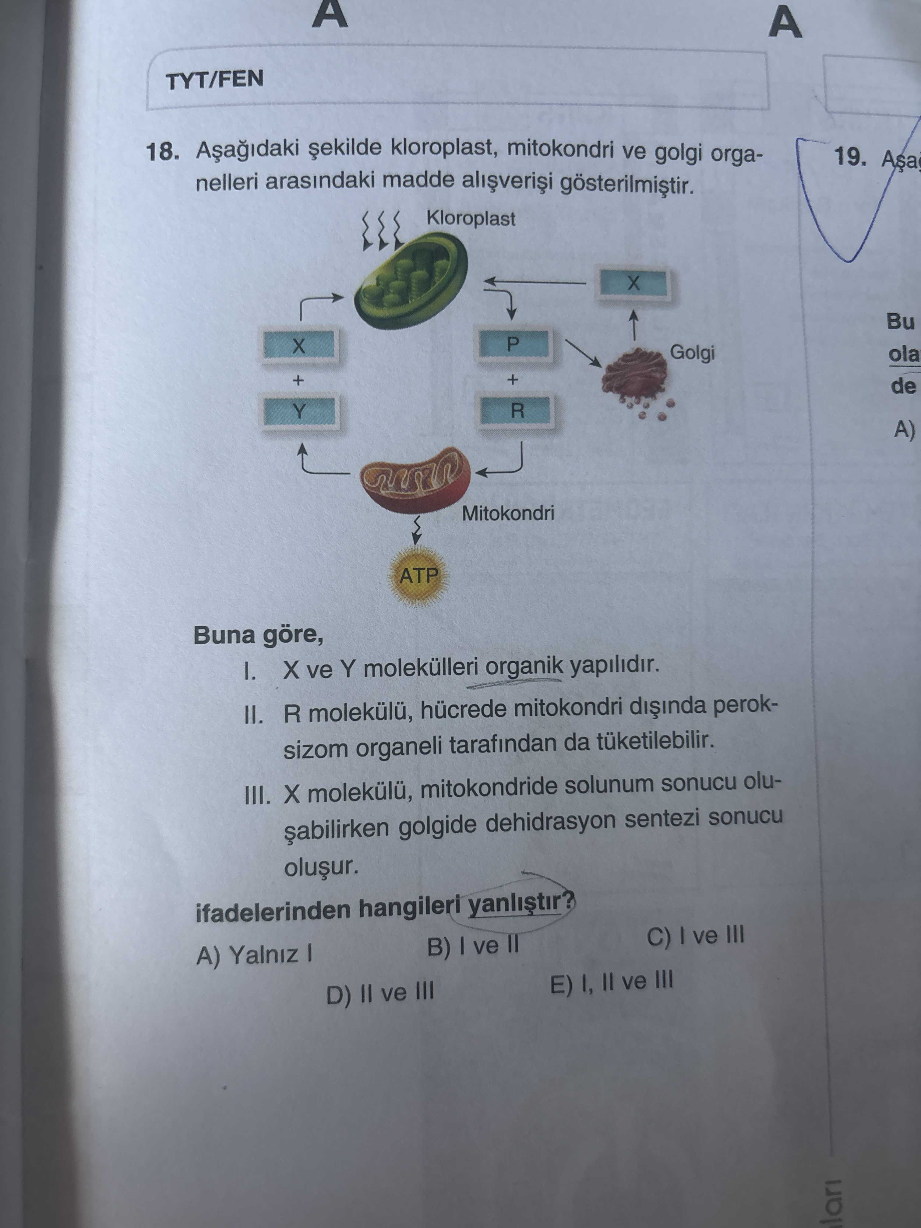 Aşağıdaki şekilde kloroplast, mitokondri ve golgi organelleri arasındaki madde alışverişi