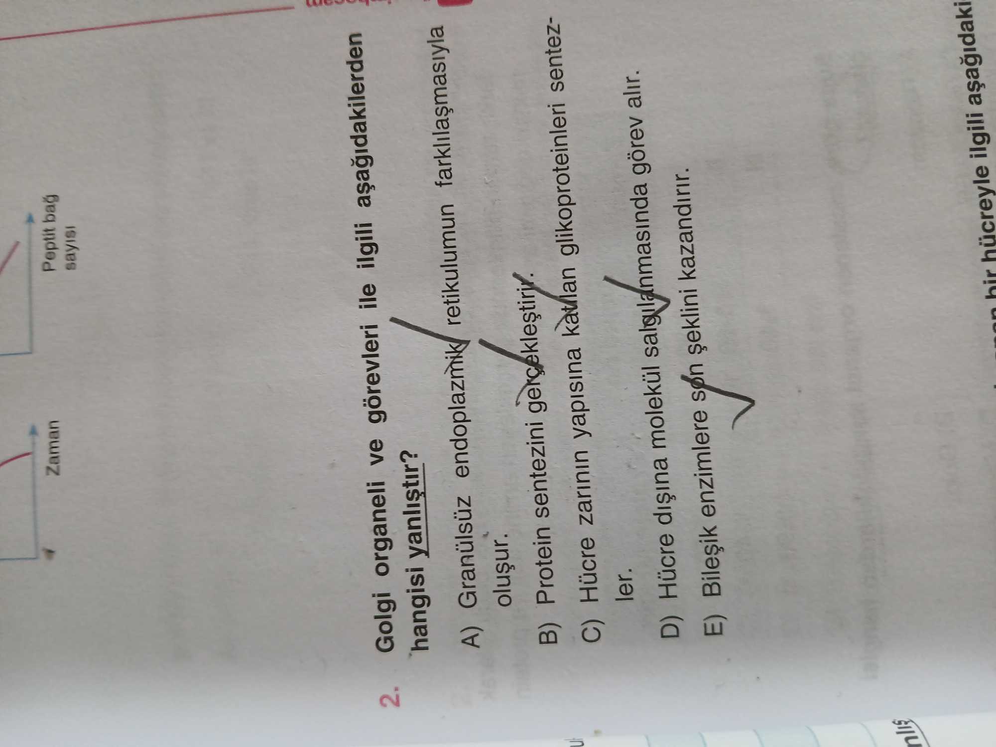 Golgi organeli ve görevleri ile ilgili aşağıdakilerden hangisi yanlıştır?
