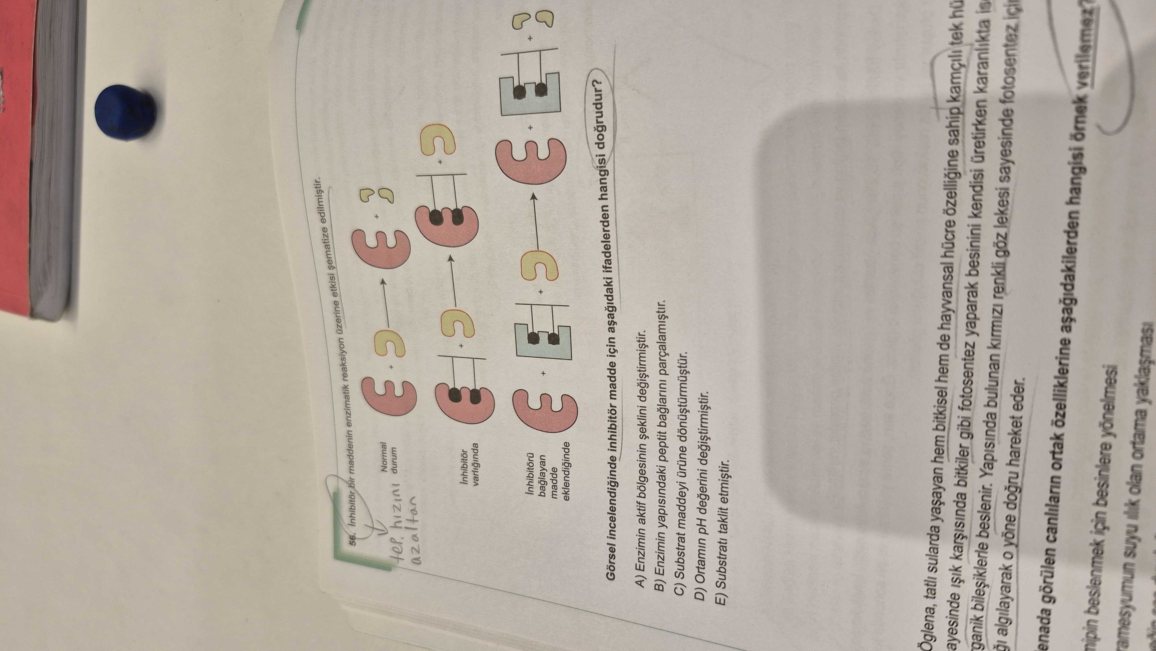 İnhibitör bir maddenin enzimatik reaksiyon üzerine etkisi şematize edilmiştir. Görsel incelendiğinde