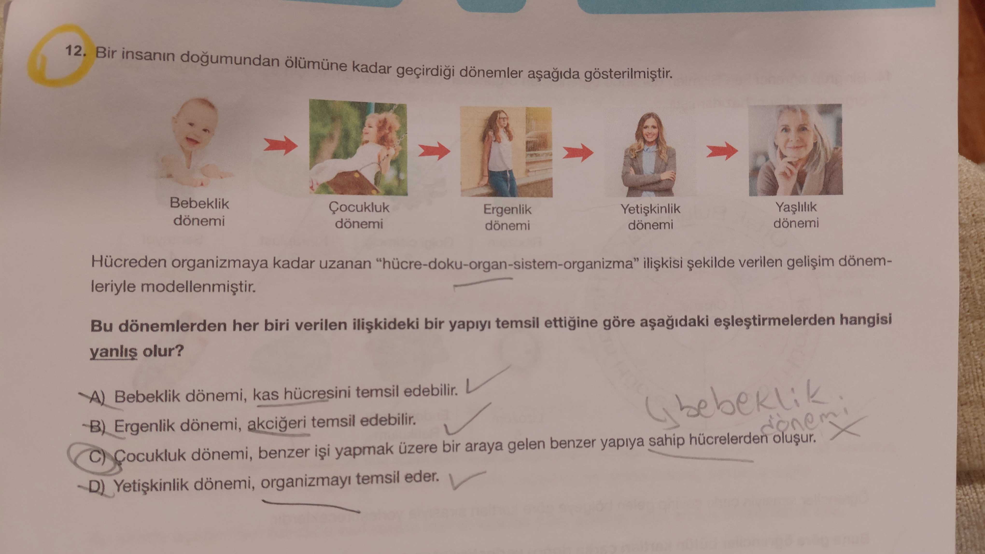Bir insanın doğumundan ölümüne kadar geçirdiği dönemler aşağıda gösterilmiştir. Hücreden organizmaya