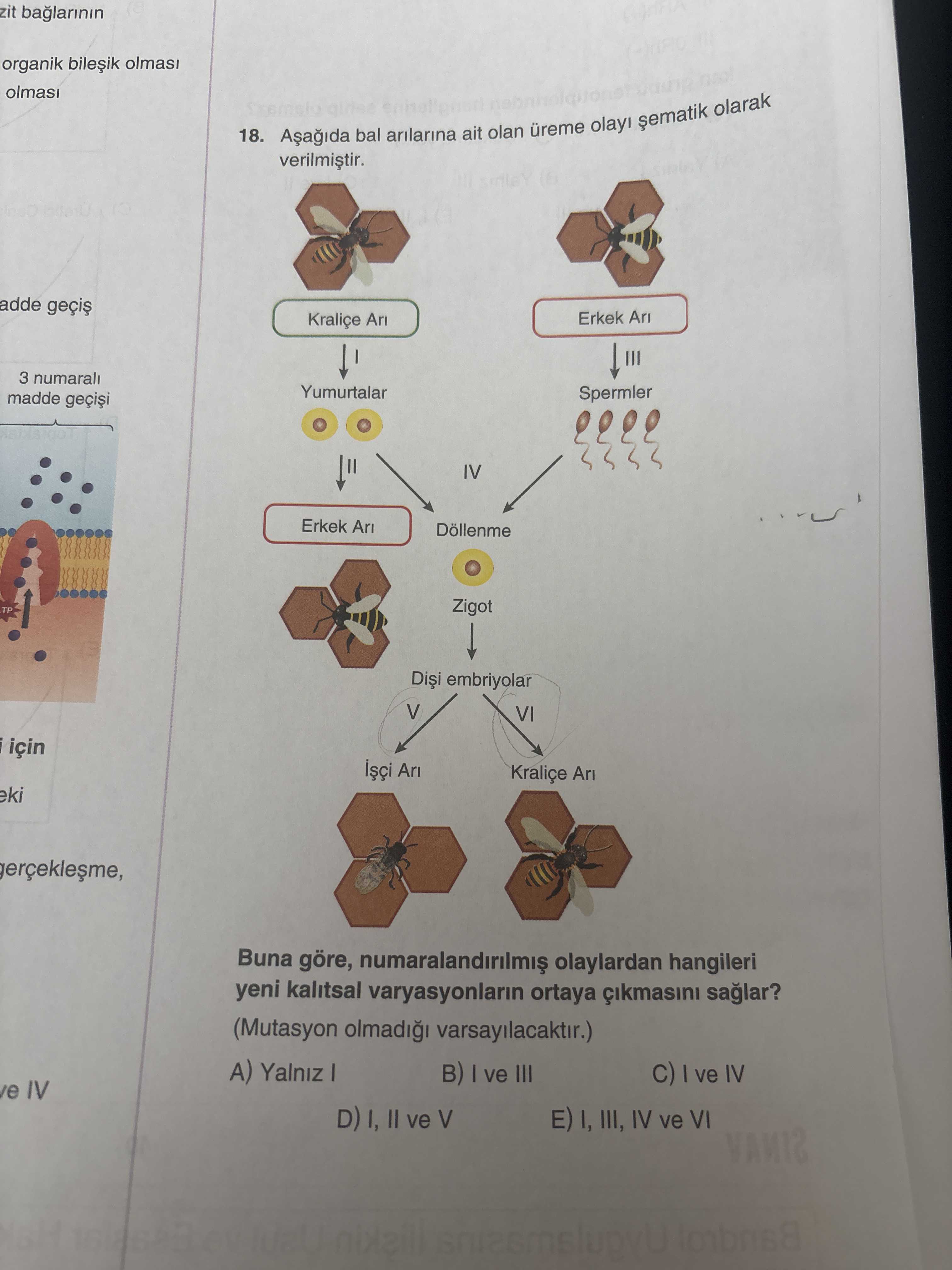 Aşağıda bal arılarına ait olan üreme olayı şematik olarak verilmiştir. Buna göre, numaralandırılmış
