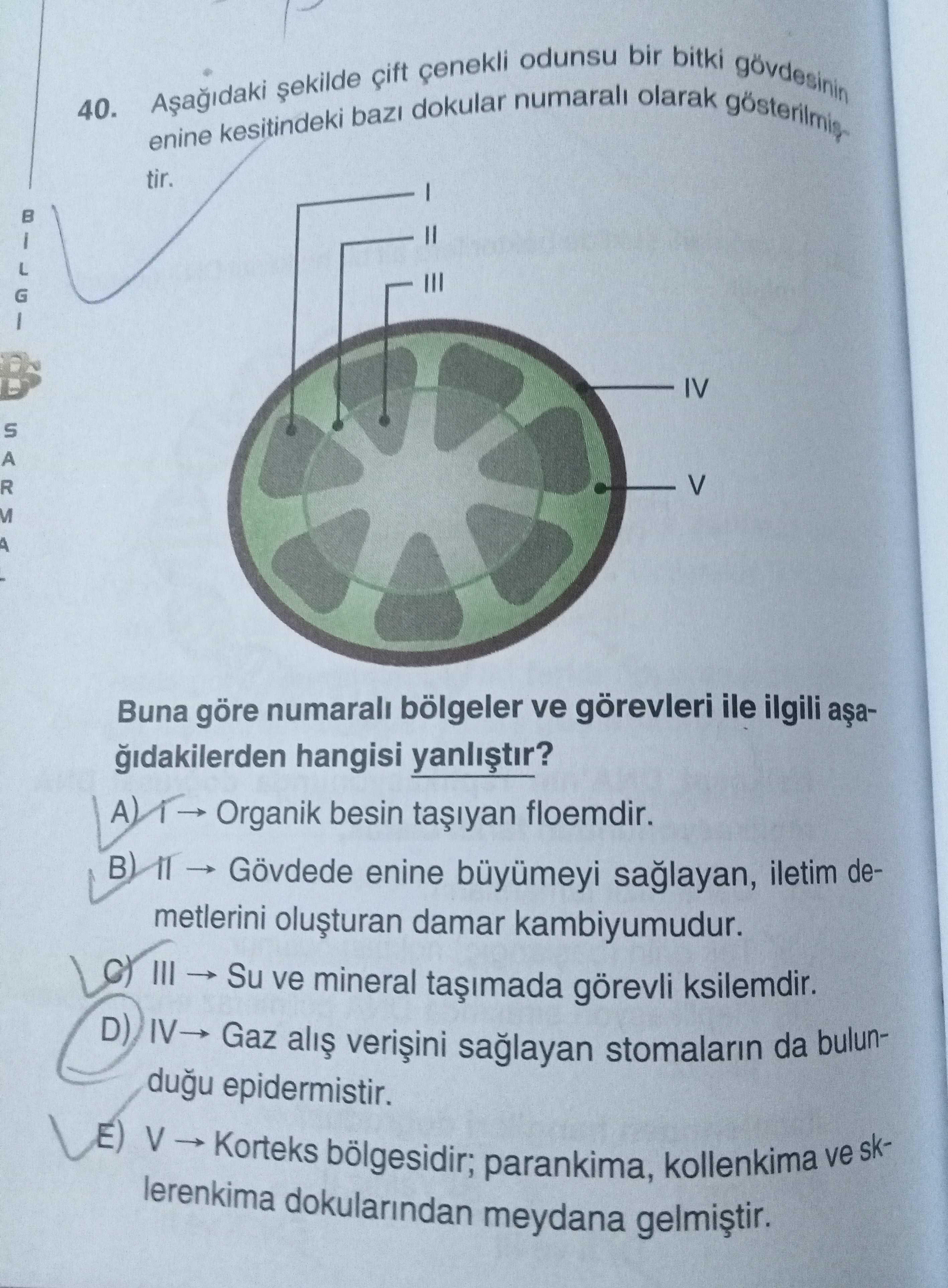 Aşağıdaki şekilde çift çenekli odunsu bir bitki gövdesinin enine kesitindeki bazı dokular numaralı