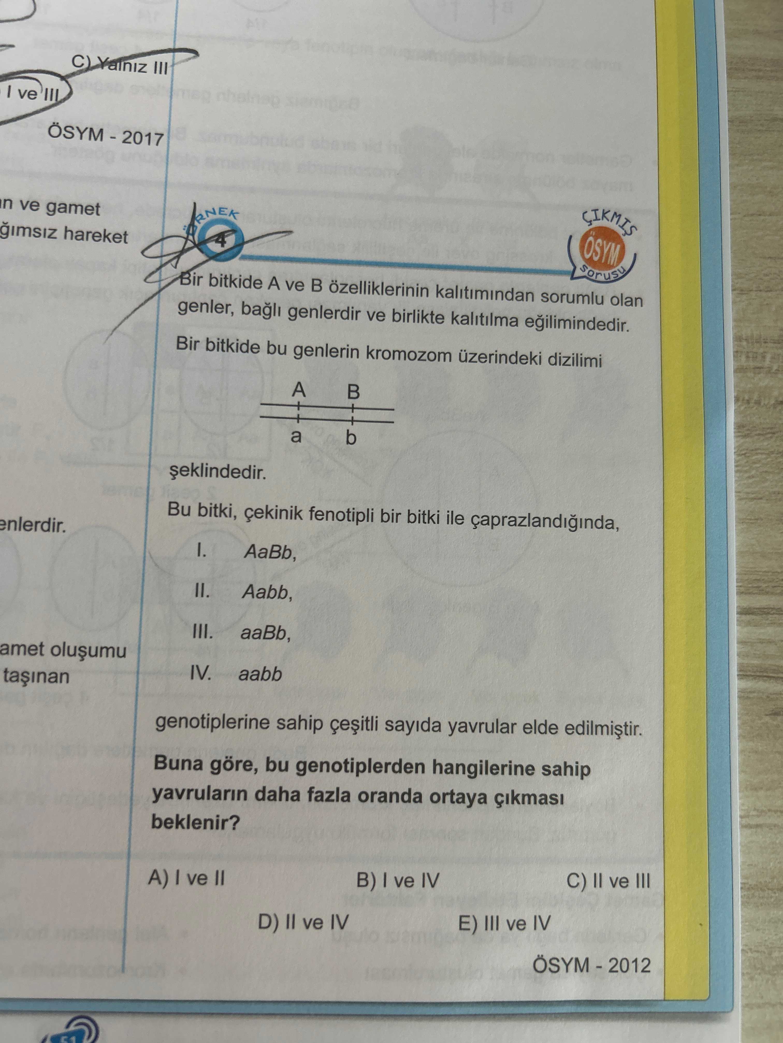 Bir bitkide A ve B özelliklerinin kalıtımından sorumlu olan genler, bağlı genlerdir ve birlikte