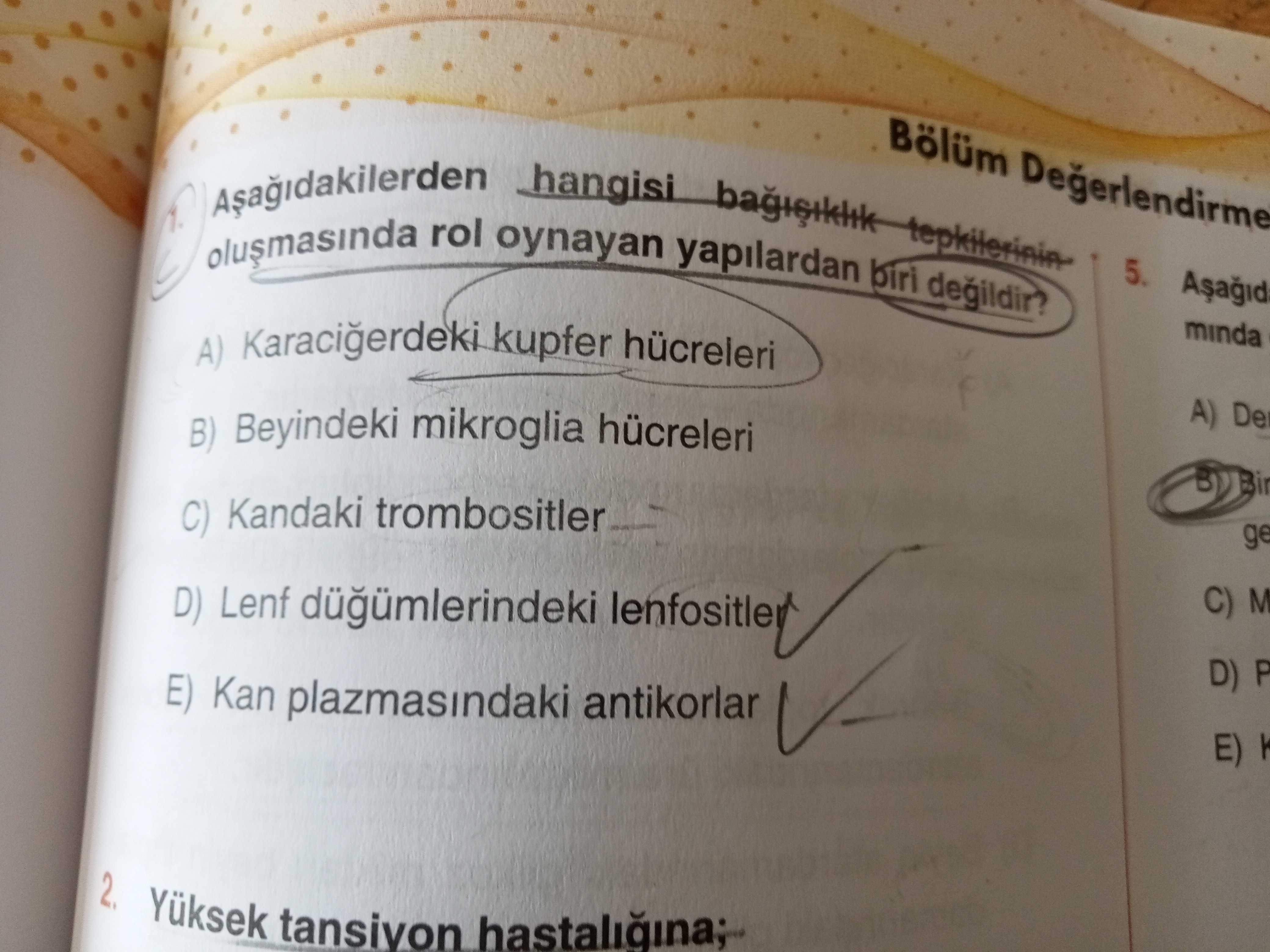 Aşağıdakilerden hangisi bağışıklık tepkilerinin oluşmasında rol oynayan yapılardan biri değildir?