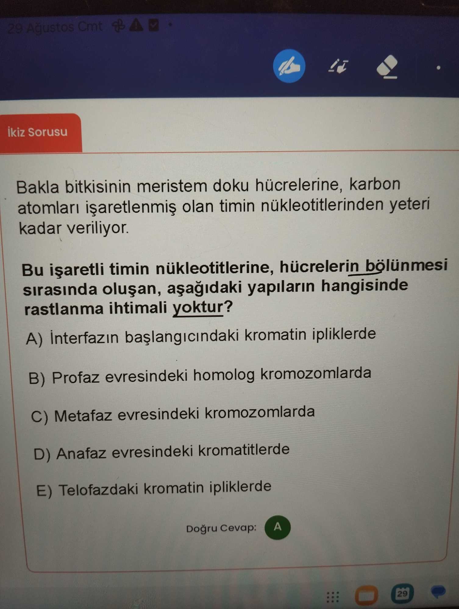 Bakla bitkisinin meristem doku hücrelerine, karbon atomları işaretlenmiş olan timin