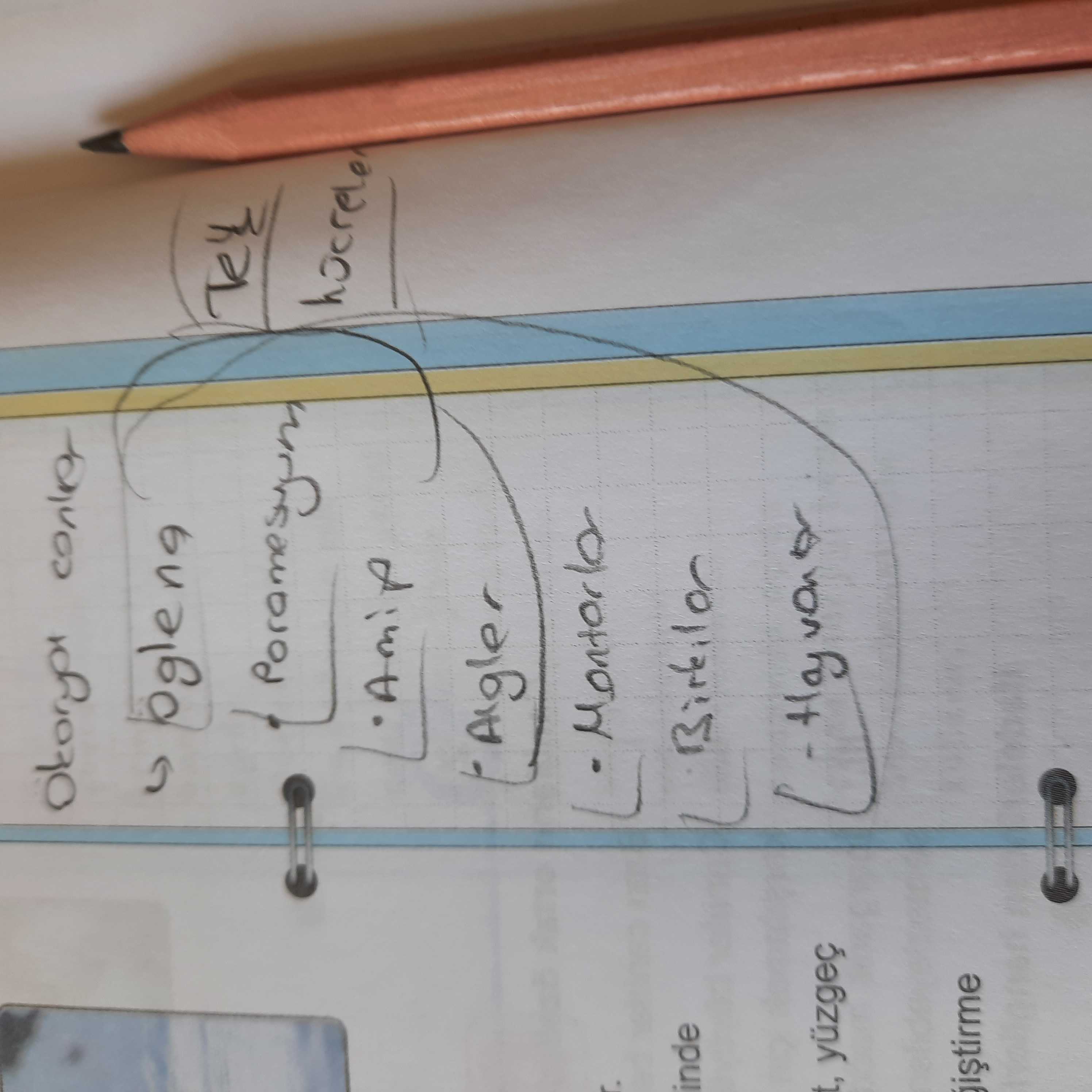 Ototrof canlılar - Öglena - Paramesyum - Amip - Algler - Mantarlar - Bitkiler - Hayvanlar (Tek