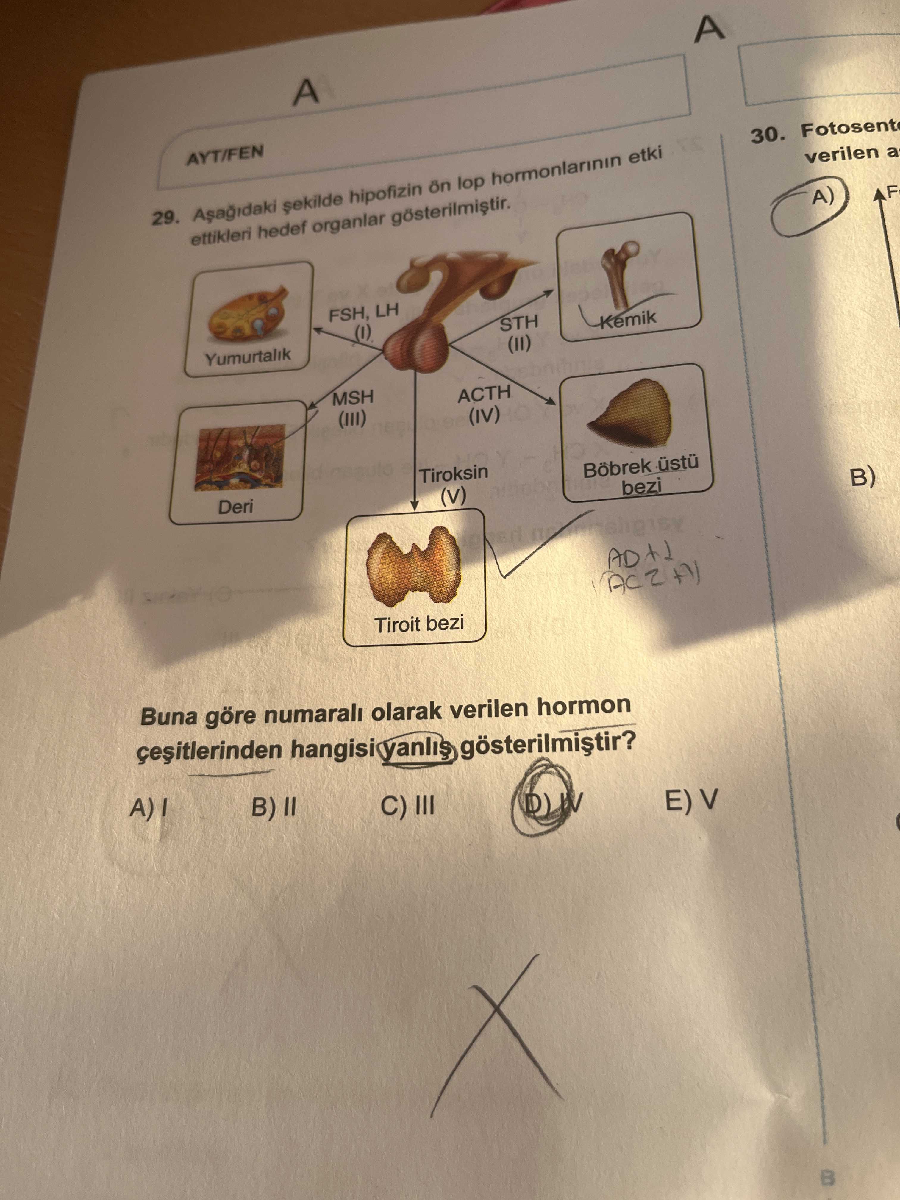 Aşağıdaki şekilde hipofizin ön lop hormonlarının etki ettikleri hedef organlar gösterilmiştir. Buna