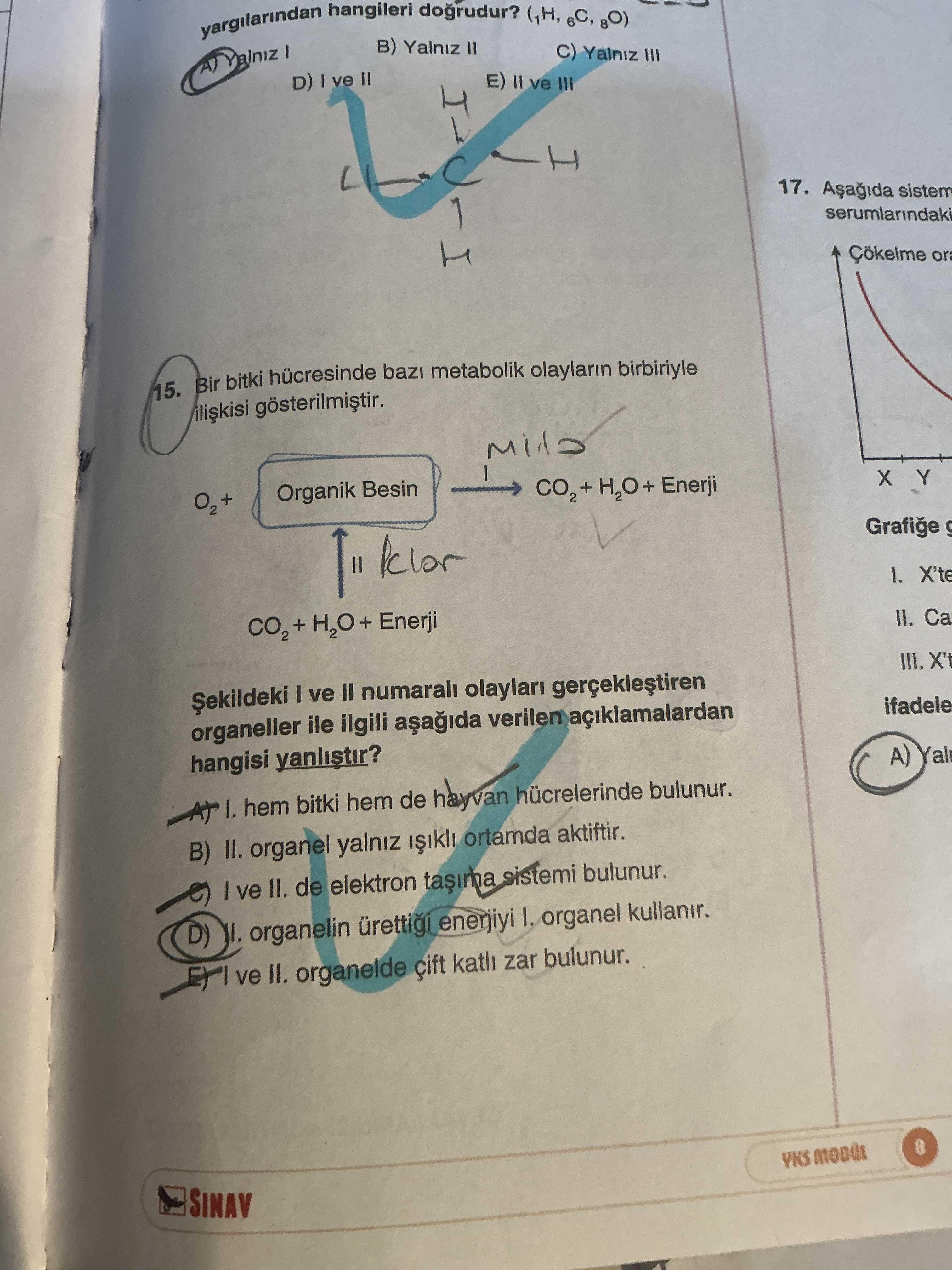 Bir bitki hücresinde bazı metabolik olayların birbiriyle ilişkisi gösterilmiştir. O₂ + Organik Besin