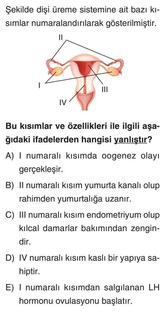 Şekilde dişi üreme sistemine ait bazı kısımlar numaralandırılarak gösterilmiştir. Bu kısımlar ve