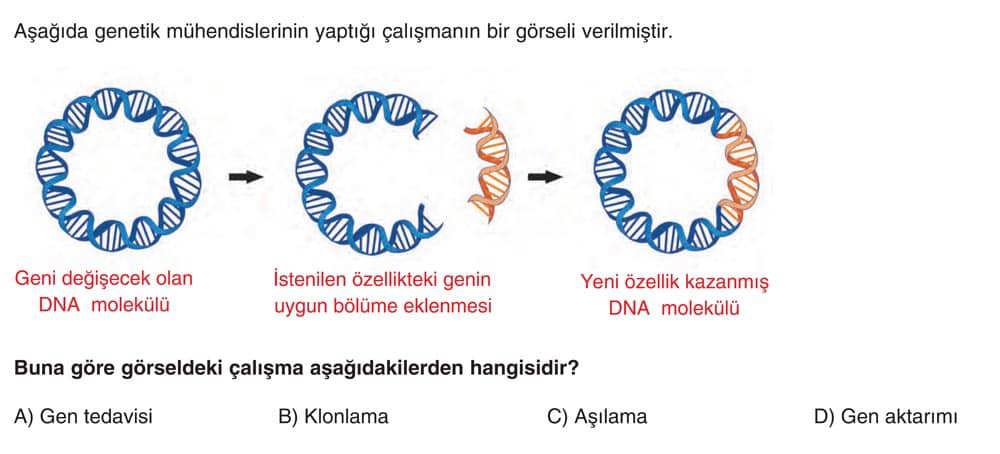 Aşağıda genetik mühendislerinin yaptığı çalışmanın bir görseli verilmiştir. Buna göre görseldeki