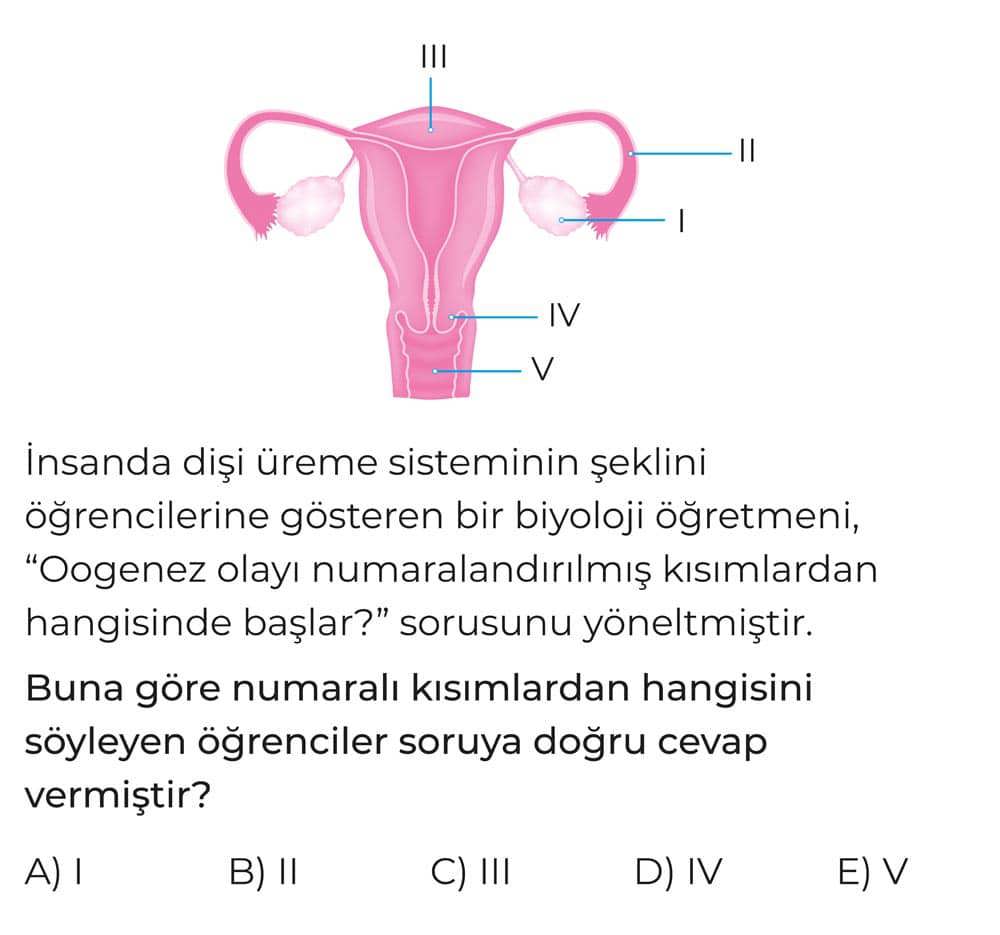 İnsanda dişi üreme sisteminin şeklini öğrencilerine gösteren bir biyoloji öğretmeni, "Oogenez olayı