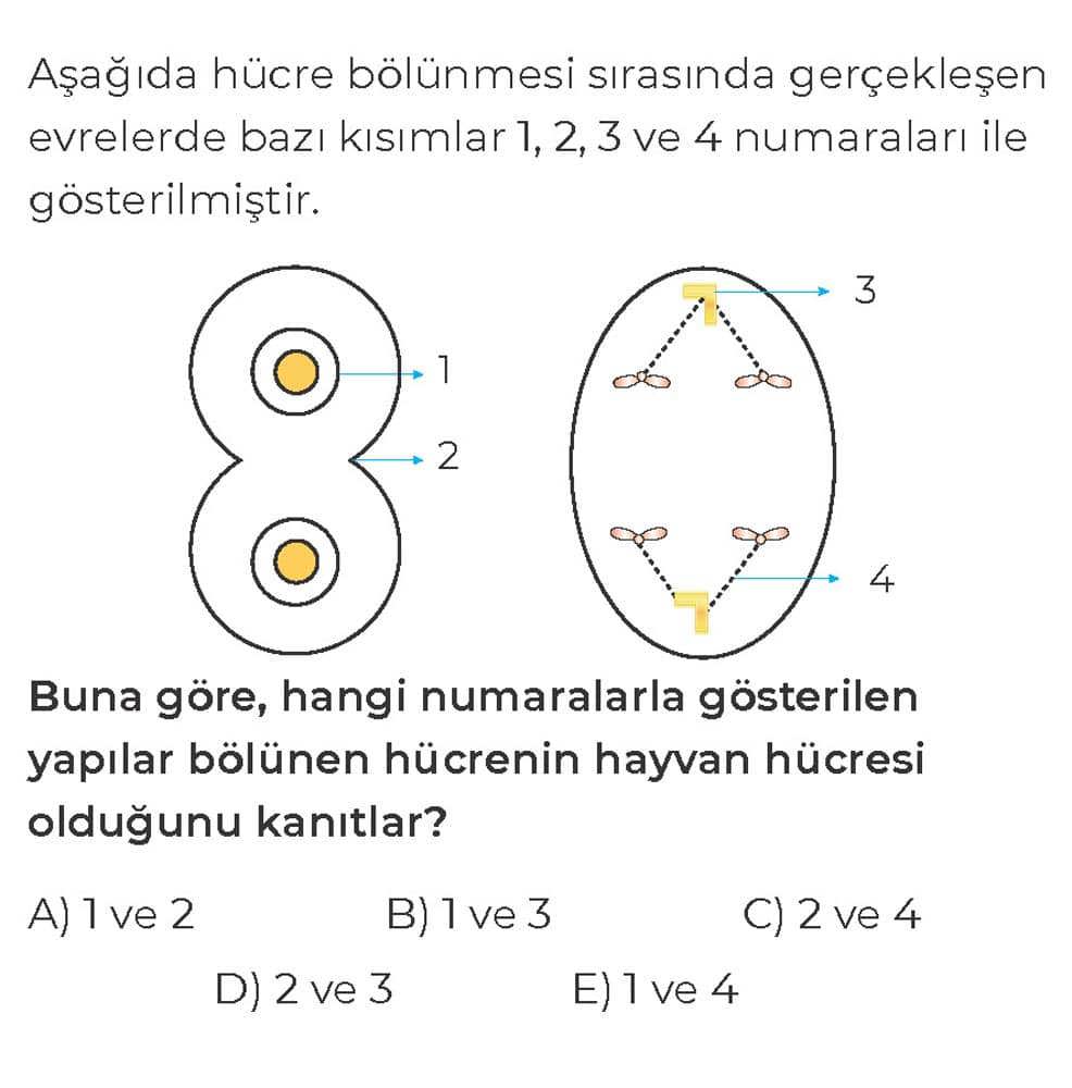 Aşağıda hücre bölünmesi sırasında gerçekleşen evrelerde bazı kısımlar 1, 2, 3 ve 4 numaraları ile
