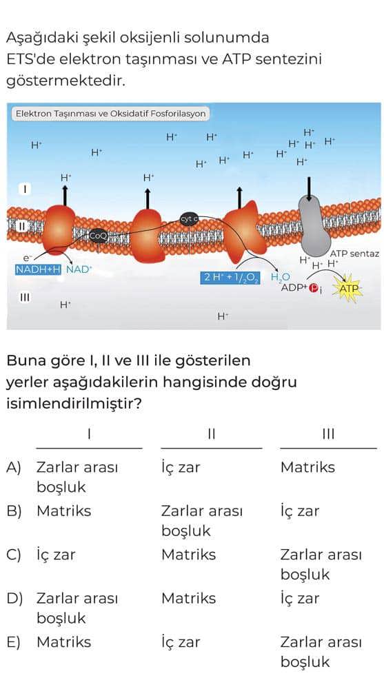 Aşağıdaki şekil oksijenli solunumda ETS'de elektron taşınması ve ATP sentezini göstermektedir. Buna