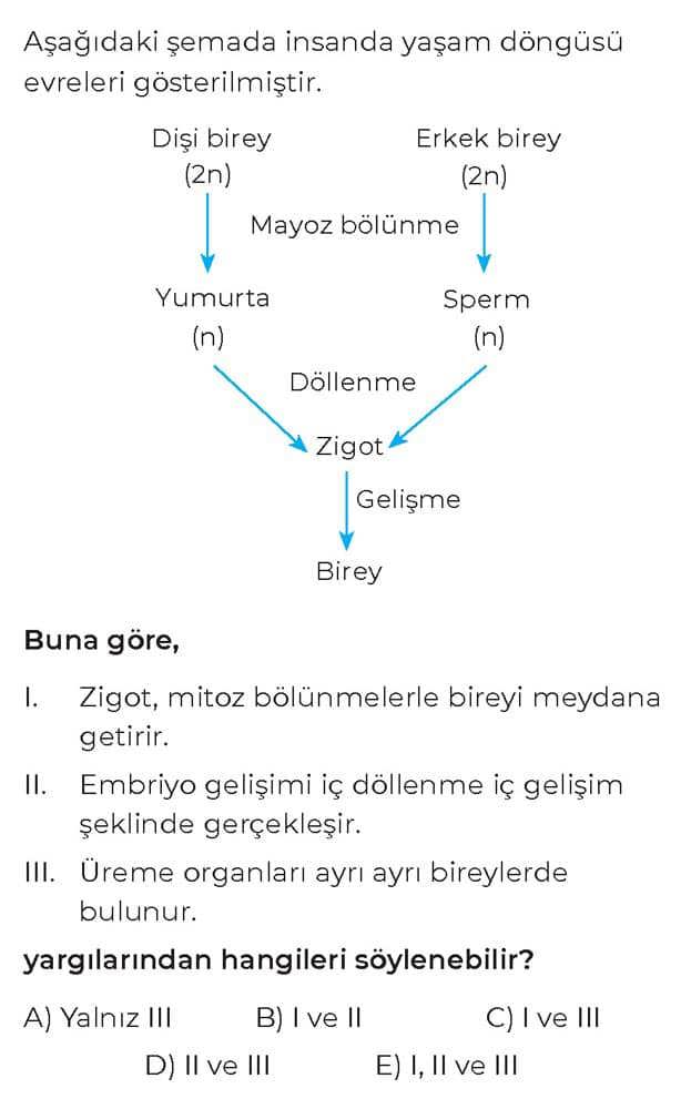 Aşağıdaki şemada insanda yaşam döngüsü evreleri gösterilmiştir. Buna göre, I. Zigot, mitoz